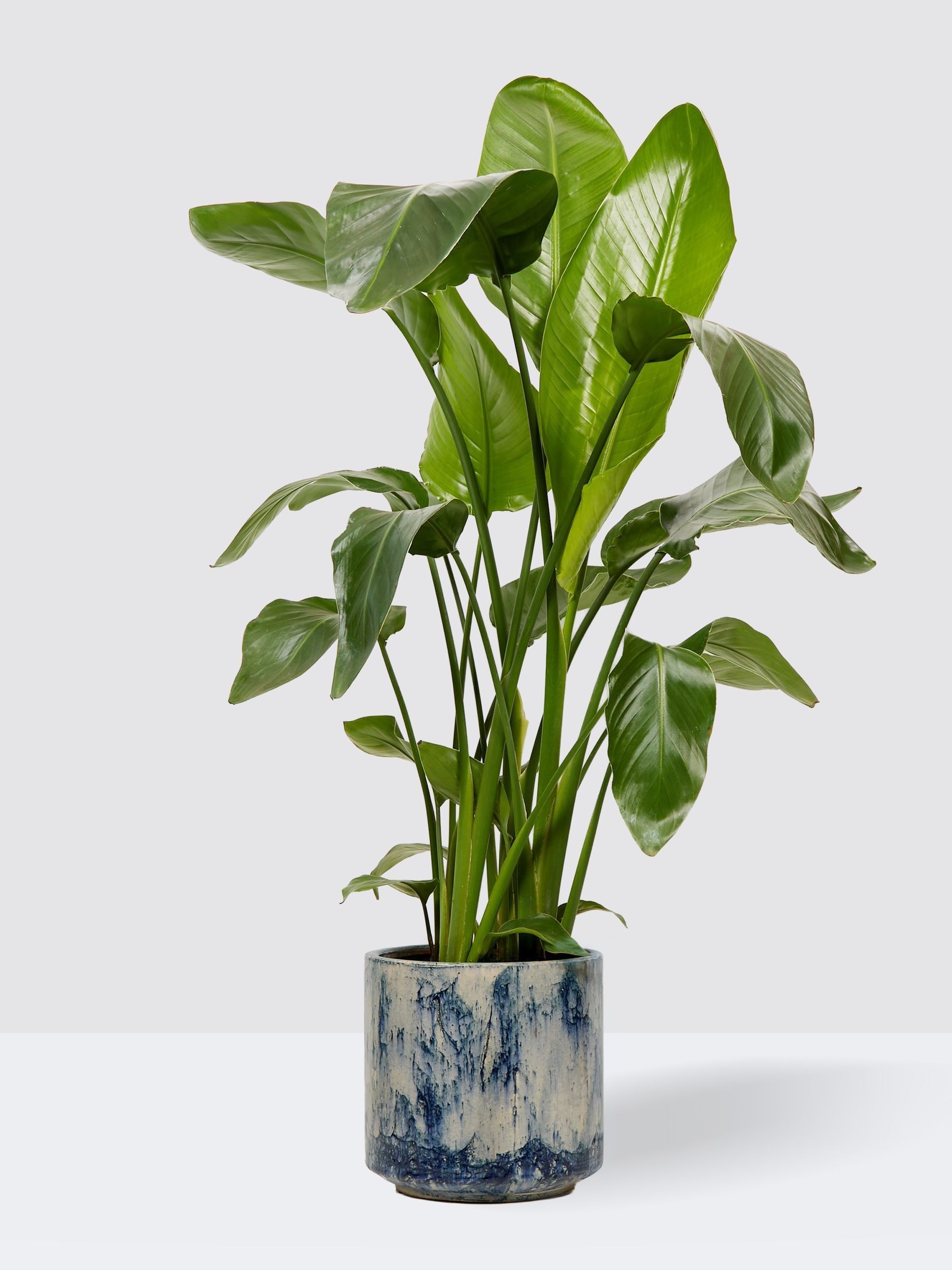 PATCH Blue Nicolau Wild Banana Plant (Medium) In Fracture Pot - Image 3 of 4