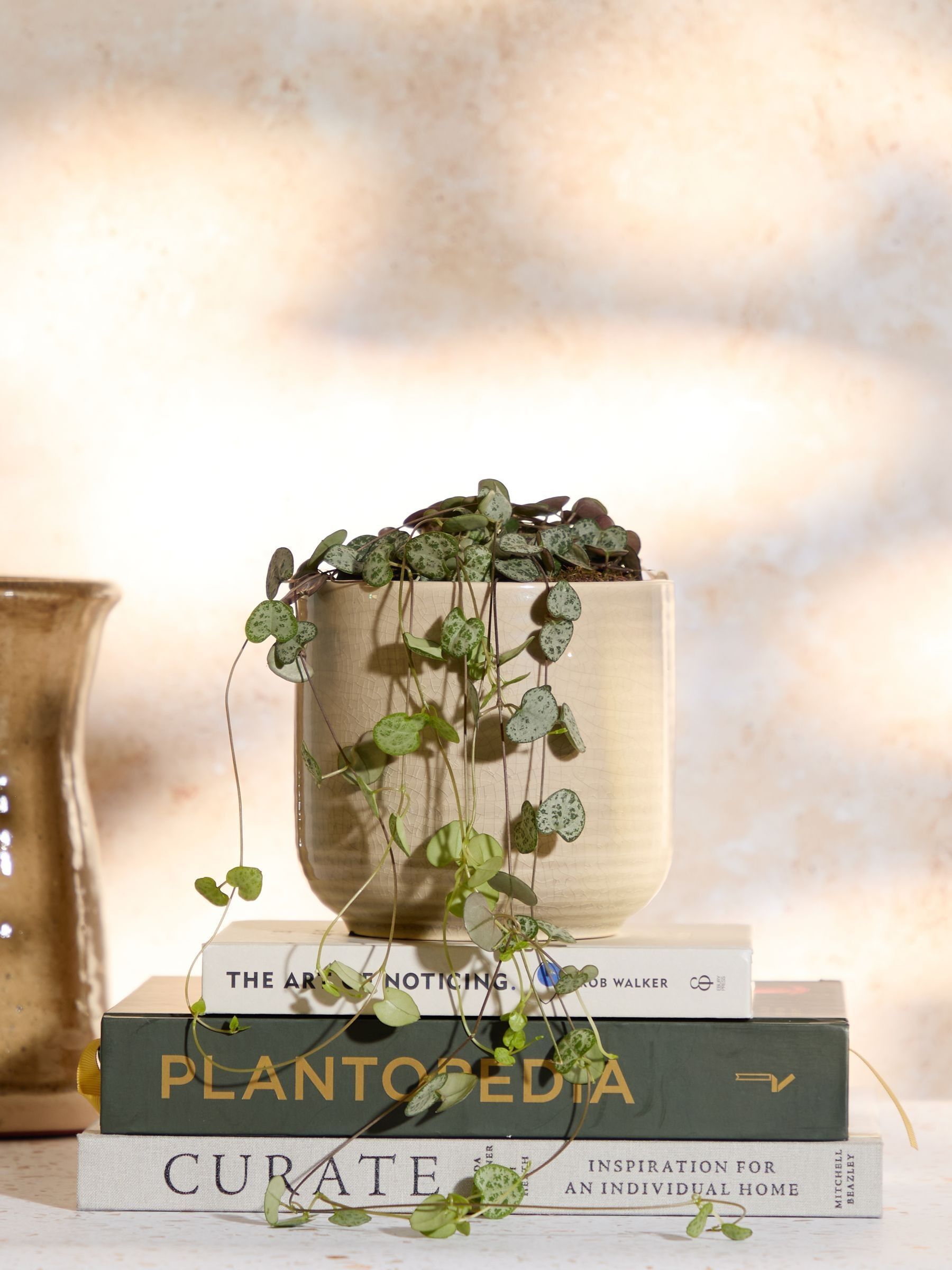 PATCH Cream Peggy String Of Hearts Plant In Ceramic Glazed Pot - Image 1 of 4