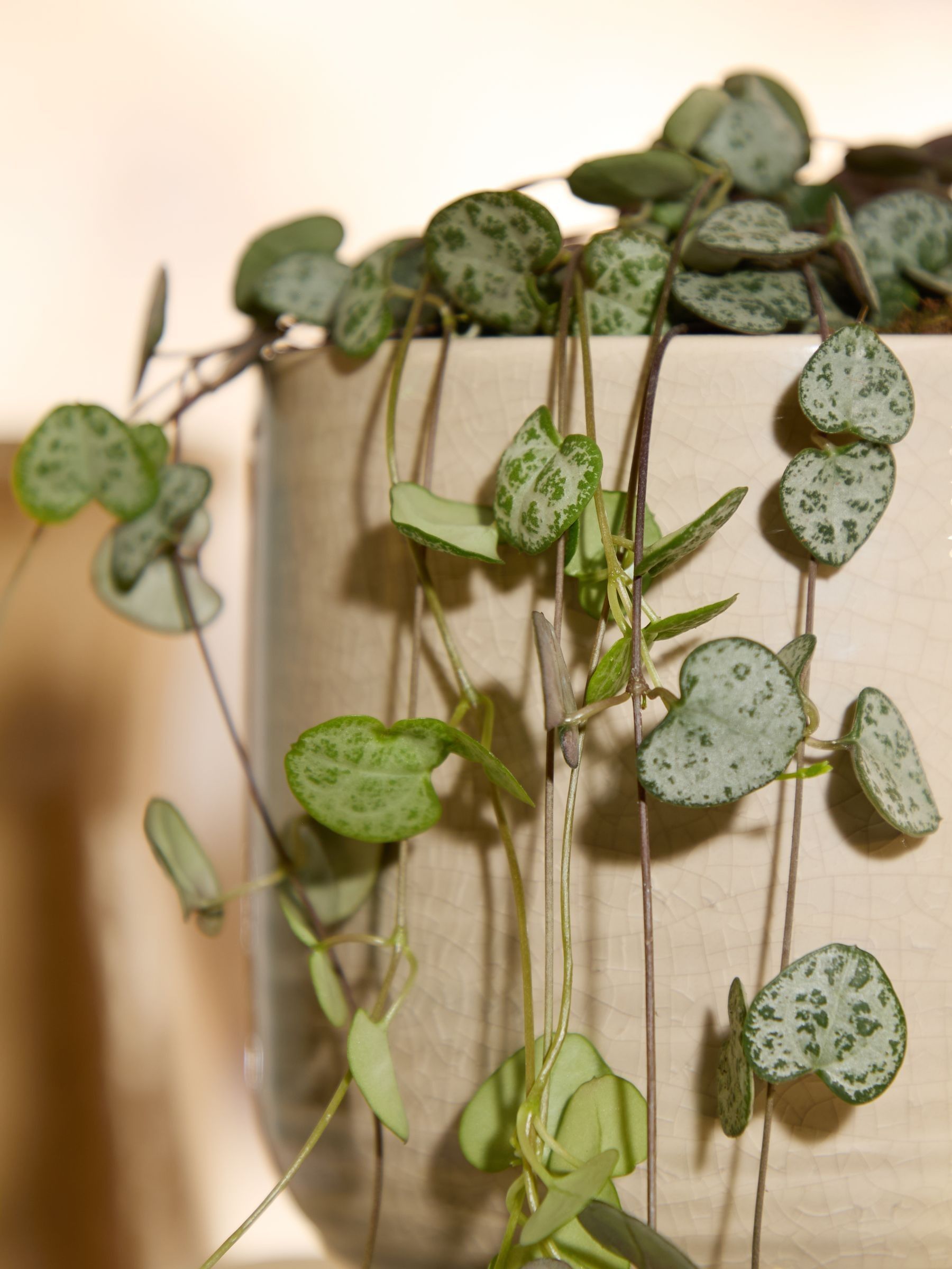 PATCH Cream Peggy String Of Hearts Plant In Ceramic Glazed Pot - Image 2 of 4