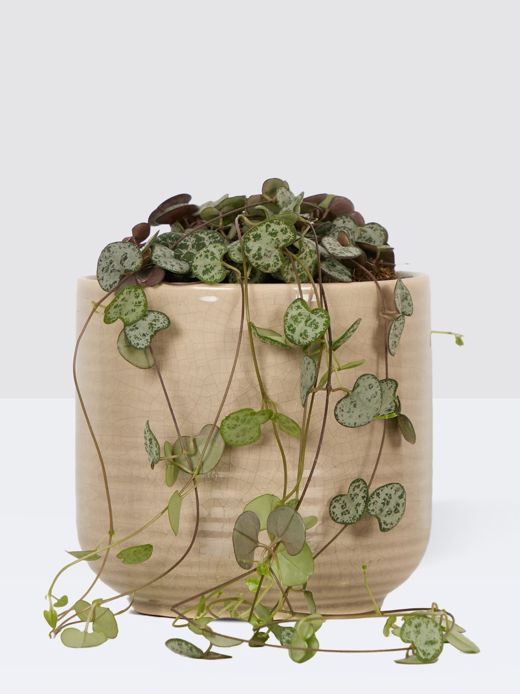 PATCH Cream Peggy String Of Hearts Plant In Ceramic Glazed Pot - Image 3 of 4