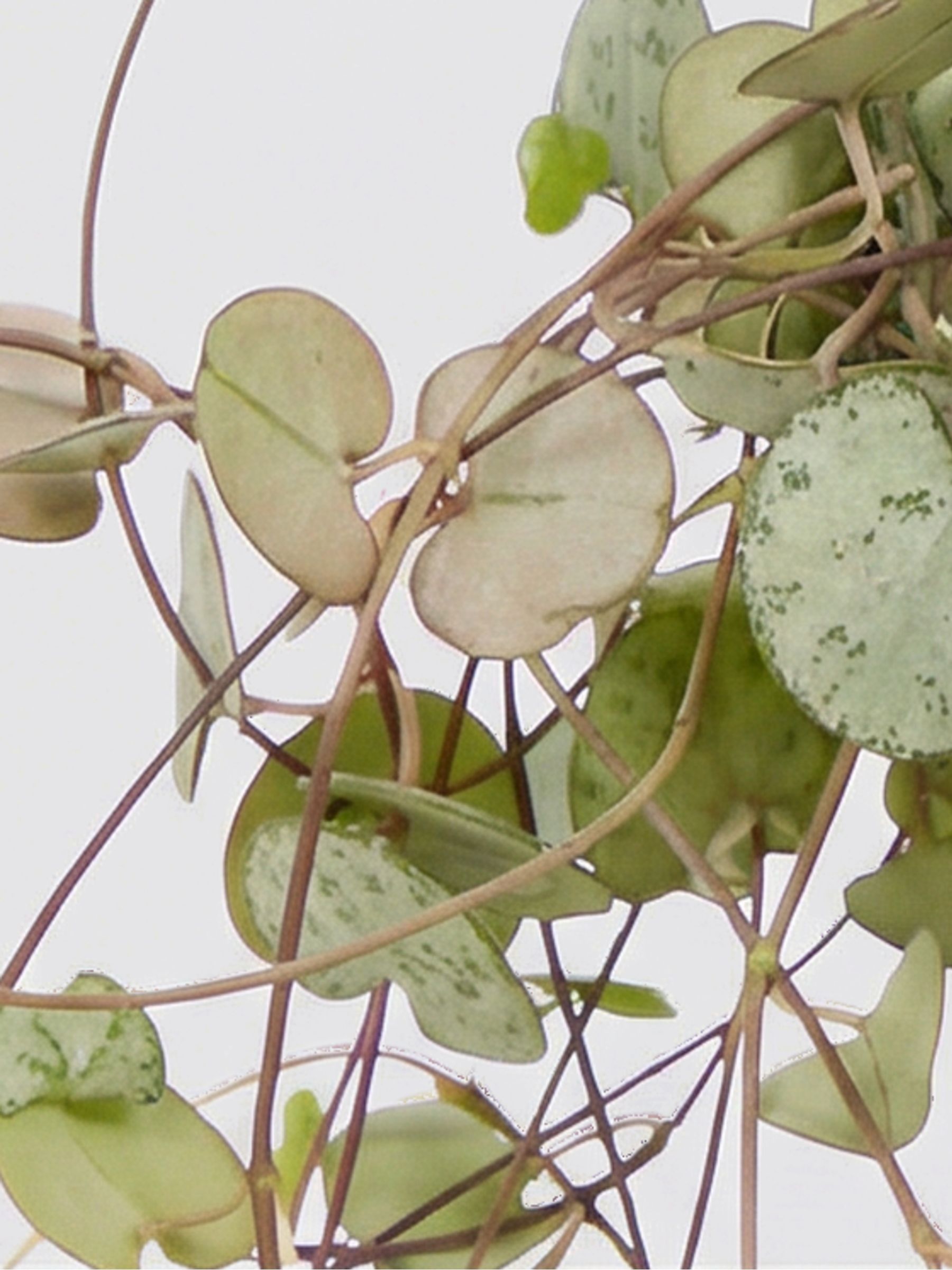 PATCH Cream Peggy String Of Hearts Plant In Ceramic Glazed Pot - Image 4 of 4