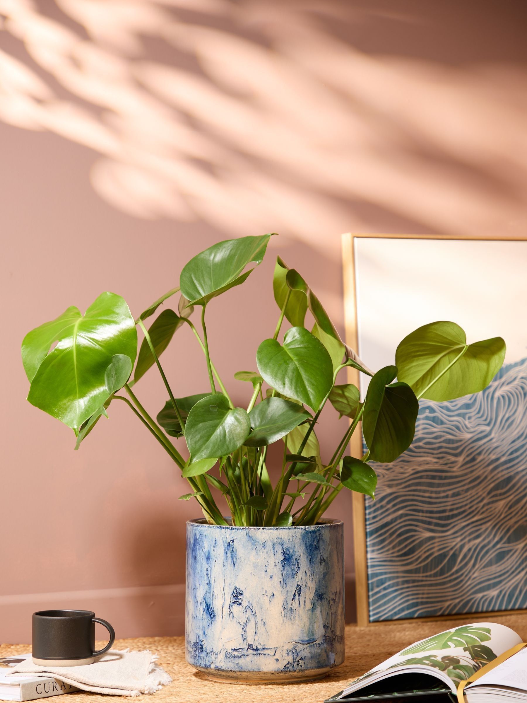 PATCH Blue Chaz Monstera Plant Medium In Fracture Pot - Image 1 of 4 PATCH Blue Chaz Monstera Plant Medium In Fracture Pot - Image 1 of 4