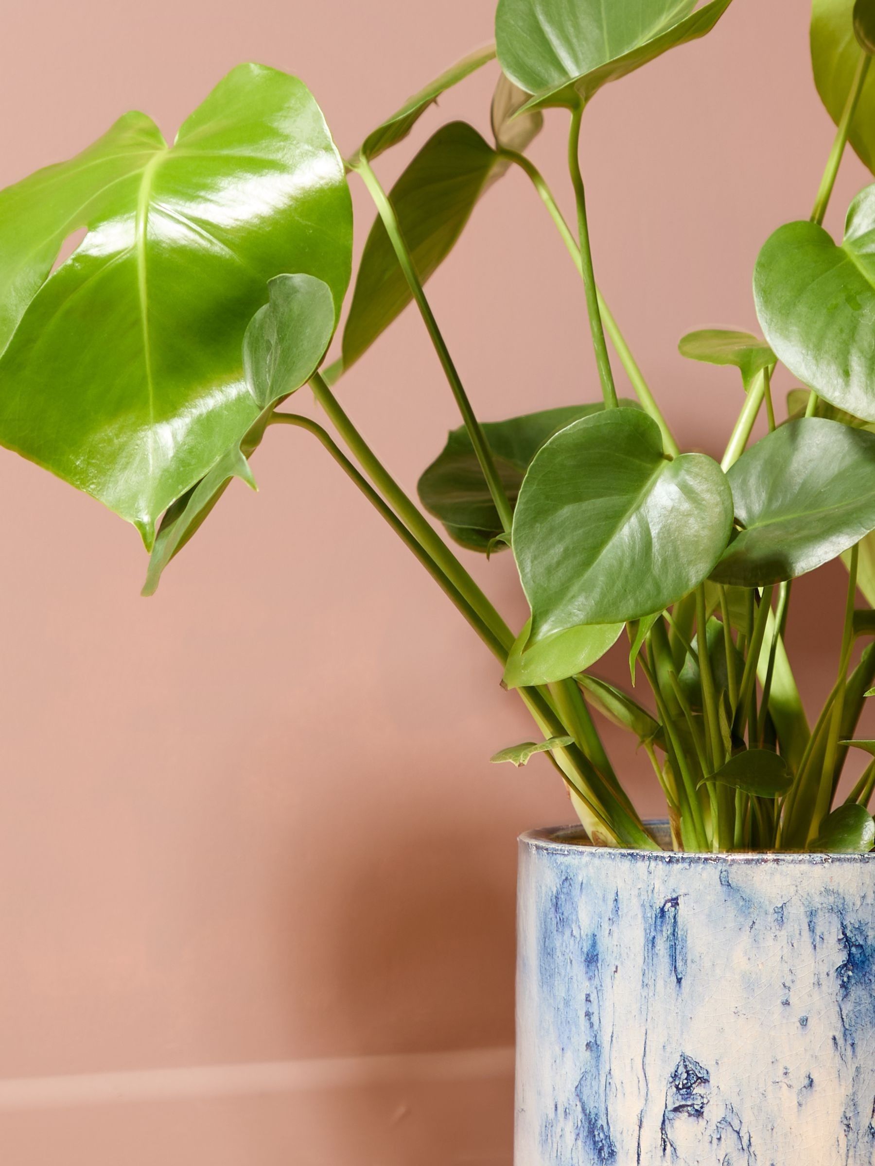 PATCH Blue Chaz Monstera Plant Medium In Fracture Pot - Image 2 of 4 PATCH Blue Chaz Monstera Plant Medium In Fracture Pot - Image 2 of 4