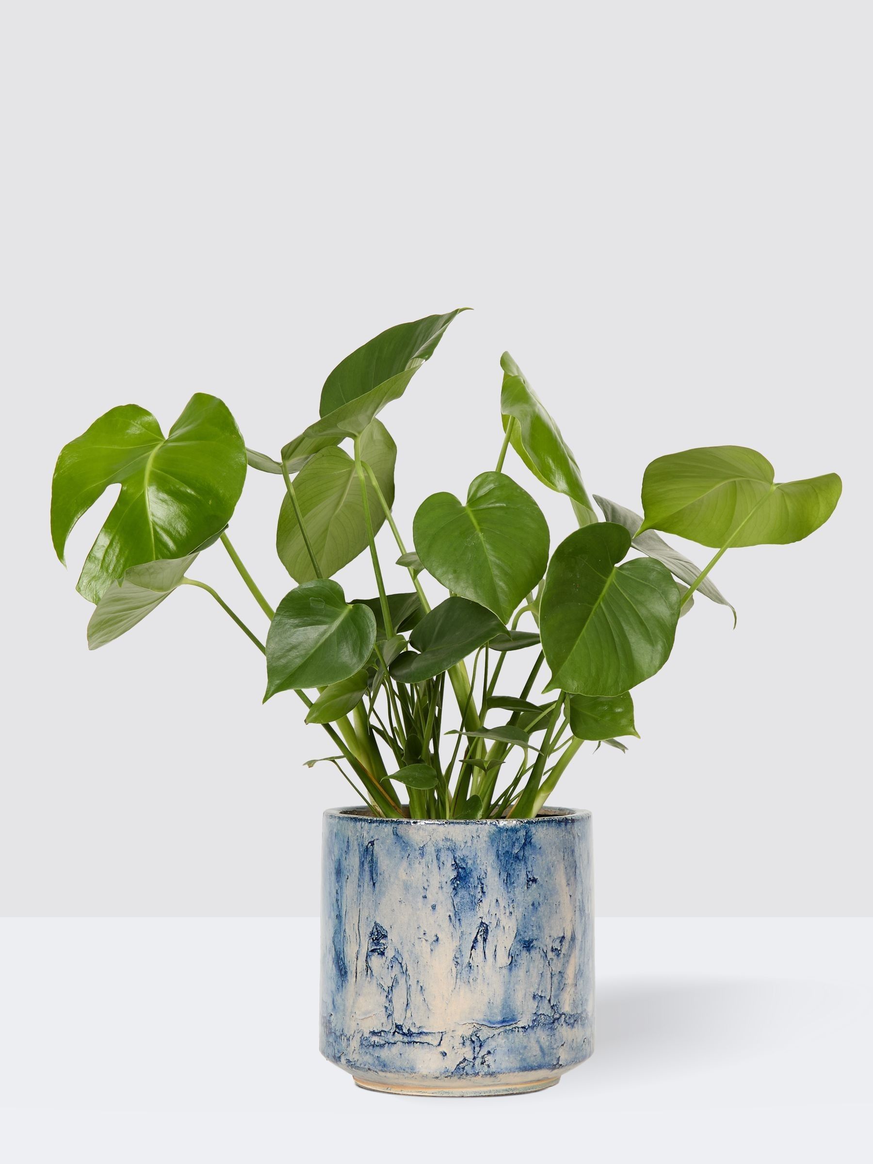 PATCH Blue Chaz Monstera Plant Medium In Fracture Pot - Image 3 of 4