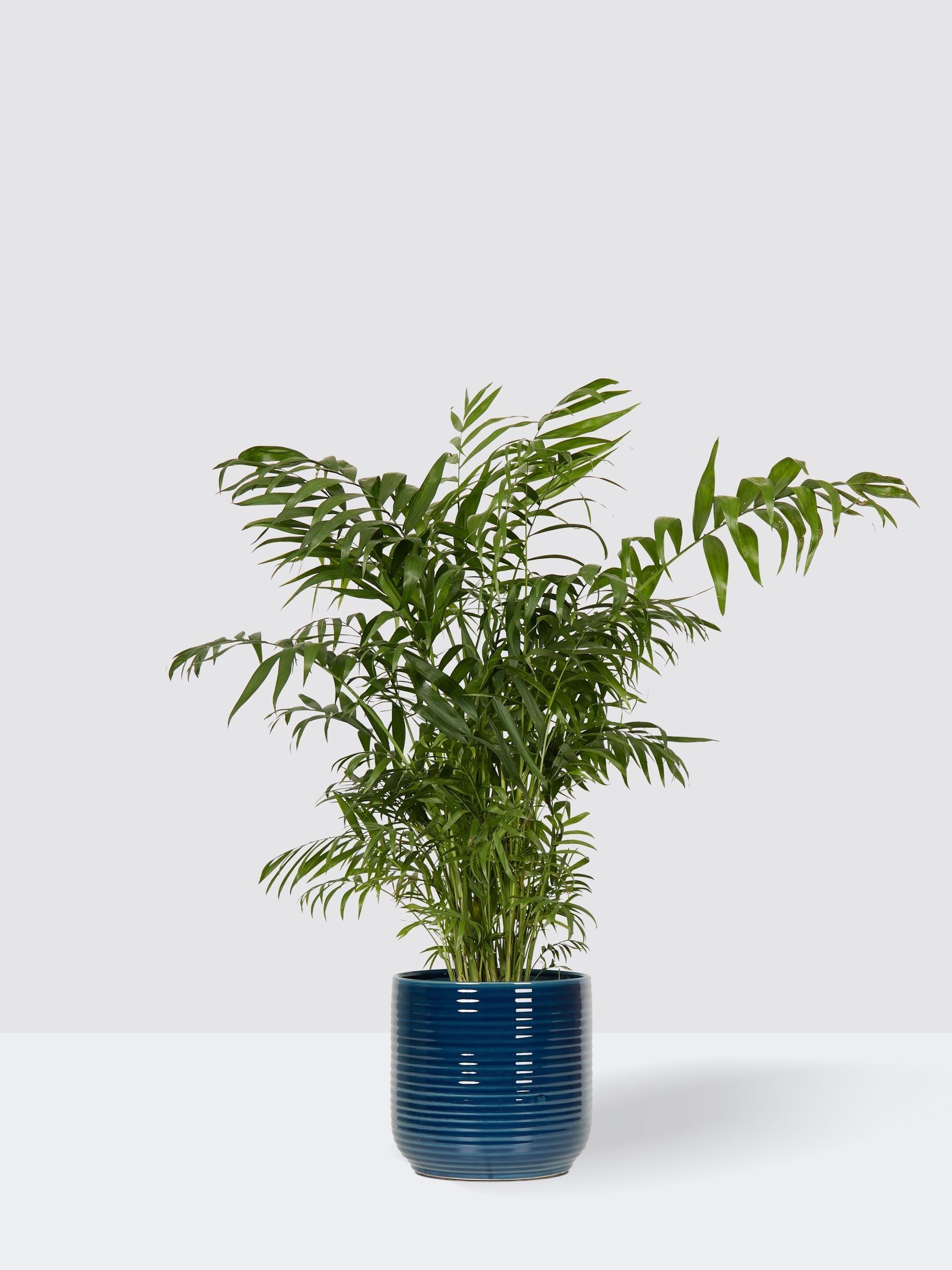 PATCH Blue Sharon Parlour Palm Plant Large In Ceramic Glazed Pot - Image 3 of 4