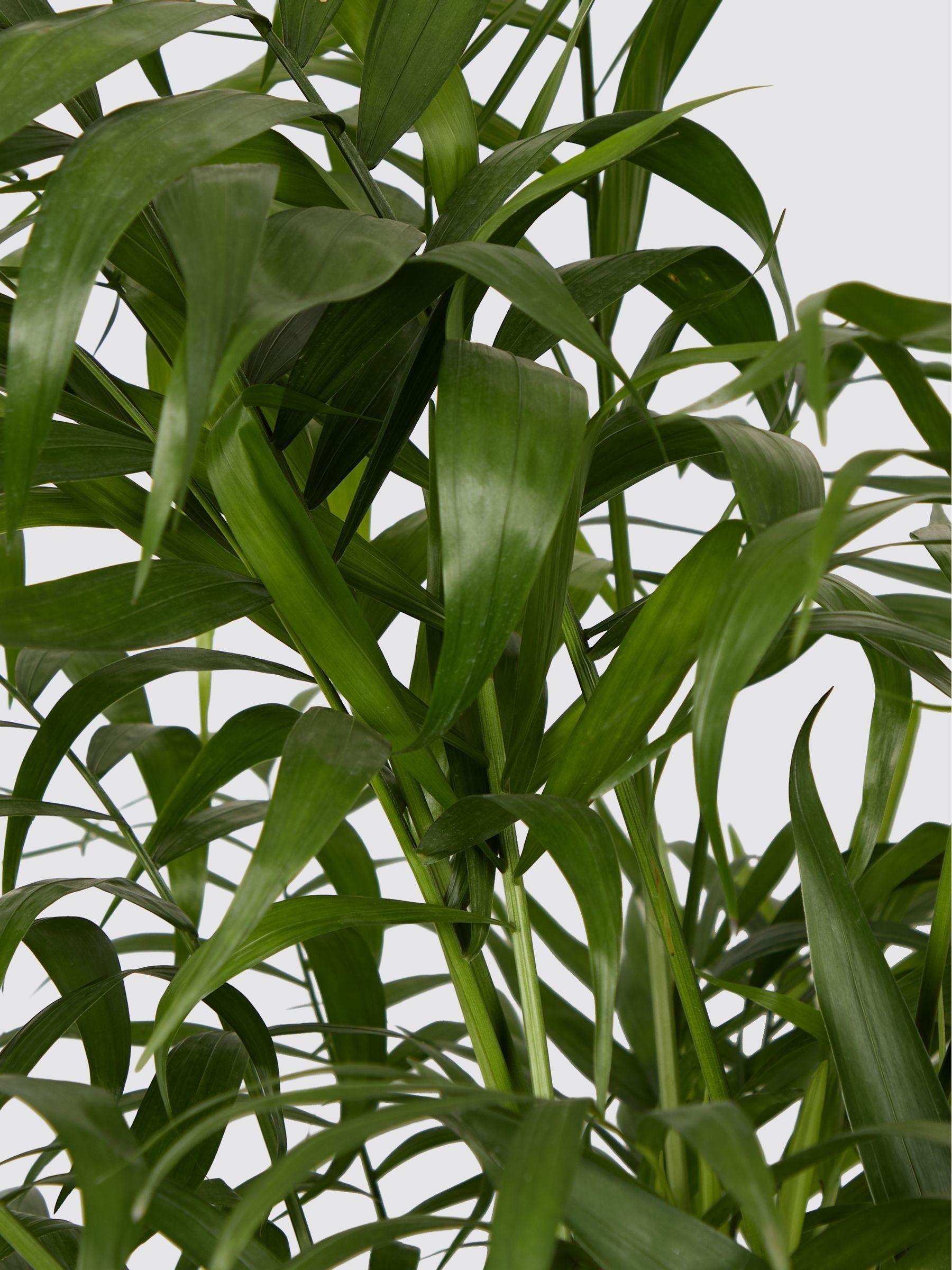 PATCH Blue Sharon Parlour Palm Plant Large In Ceramic Glazed Pot - Image 4 of 4