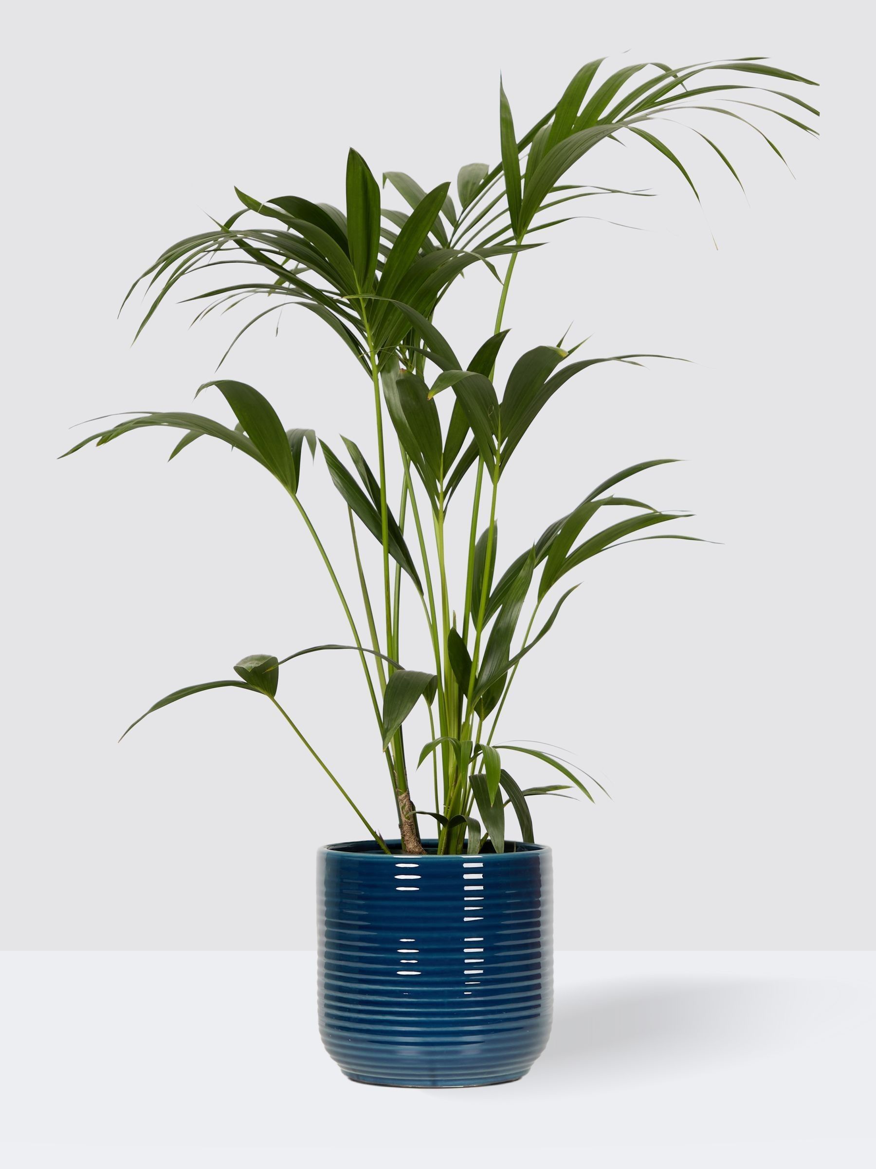 PATCH Blue Big Ken Palm Large In Ceramic Glazed Pot - Image 3 of 4