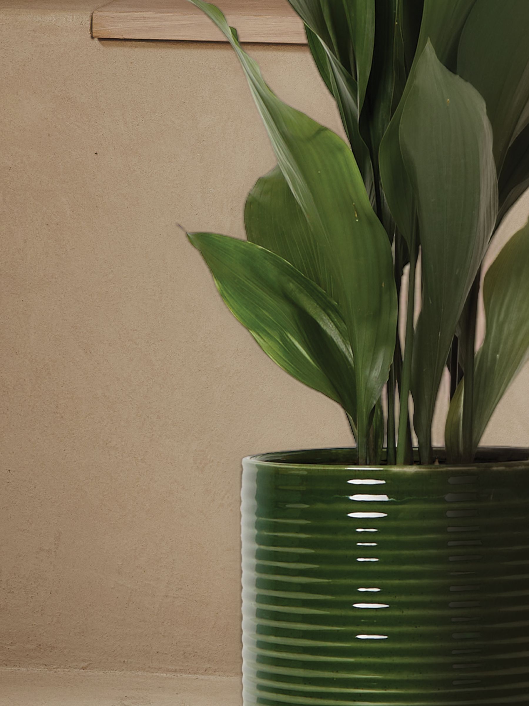 PATCH Green Howard Cast Iron Plant Large In Ceramic Glazed Pot - Image 2 of 4