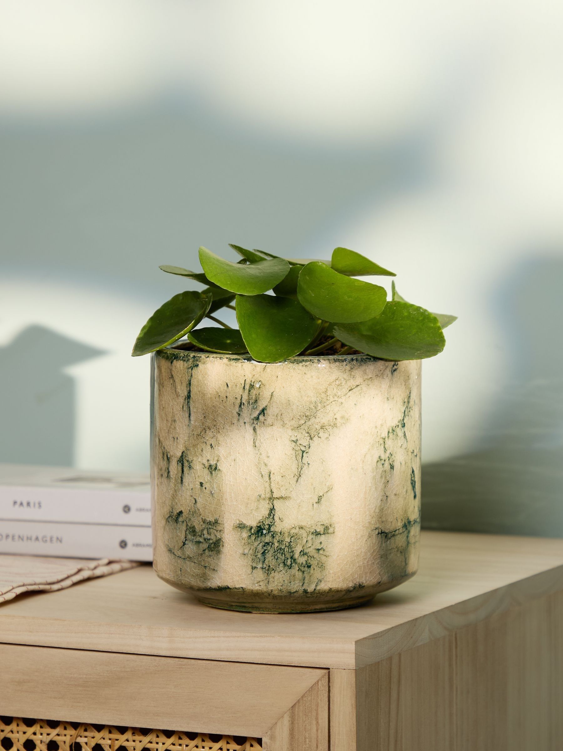 PATCH Green Penny Chinese Money Plant In Fracture Pot - Image 1 of 4 PATCH Green Penny Chinese Money Plant In Fracture Pot - Image 1 of 4