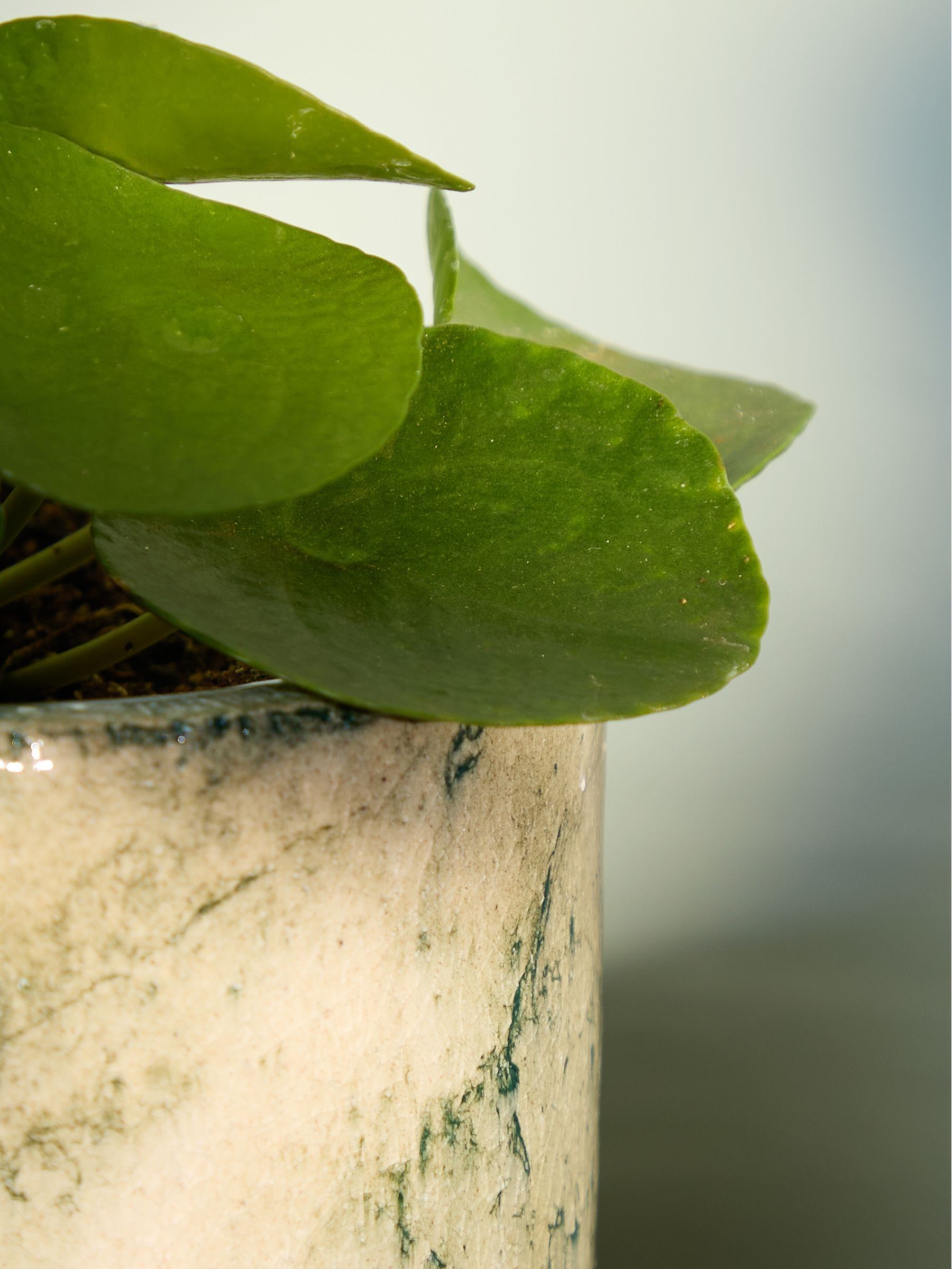 PATCH Green Penny Chinese Money Plant In Fracture Pot - Image 2 of 4 PATCH Green Penny Chinese Money Plant In Fracture Pot - Image 2 of 4