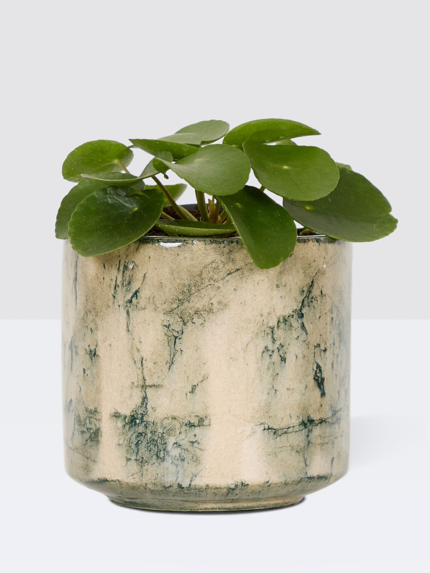 PATCH Green Penny Chinese Money Plant In Fracture Pot - Image 3 of 4