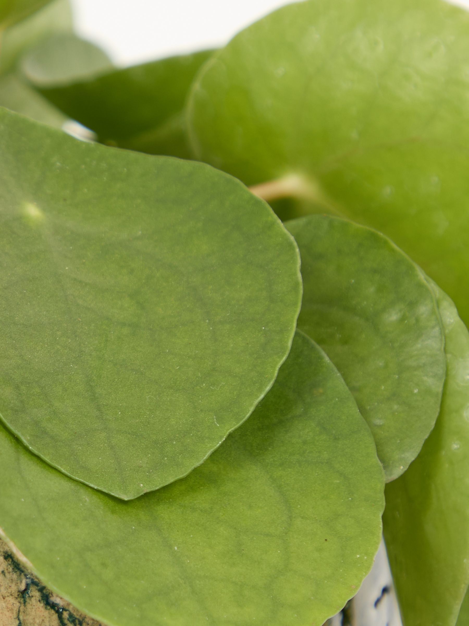 PATCH Green Penny Chinese Money Plant In Fracture Pot - Image 4 of 4