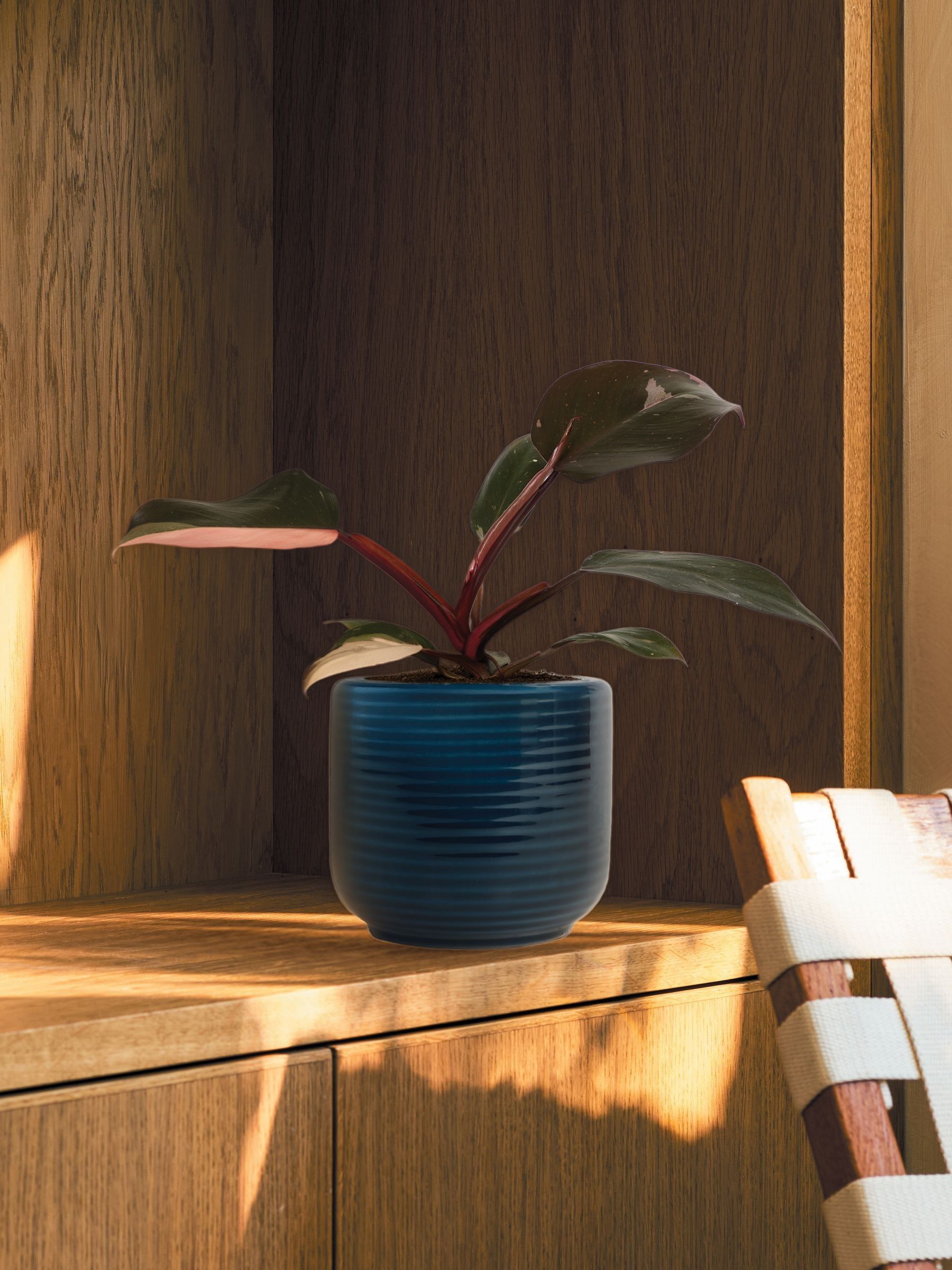 PATCH Blue Tanya Philodendron Plant In Ceramic Glazed Pot - Image 1 of 4 PATCH Blue Tanya Philodendron Plant In Ceramic Glazed Pot - Image 1 of 4