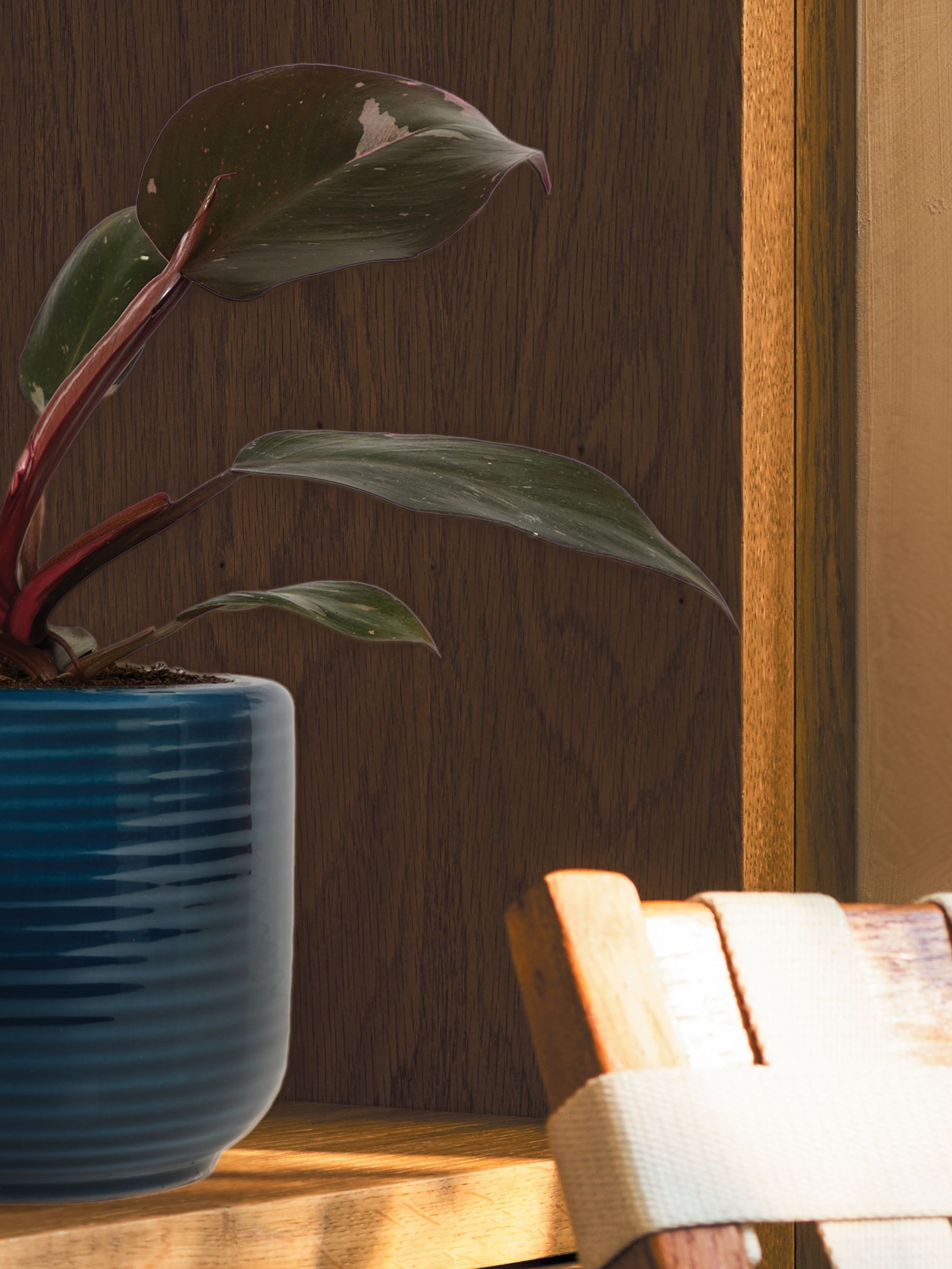 PATCH Blue Tanya Philodendron Plant In Ceramic Glazed Pot - Image 2 of 4 PATCH Blue Tanya Philodendron Plant In Ceramic Glazed Pot - Image 2 of 4