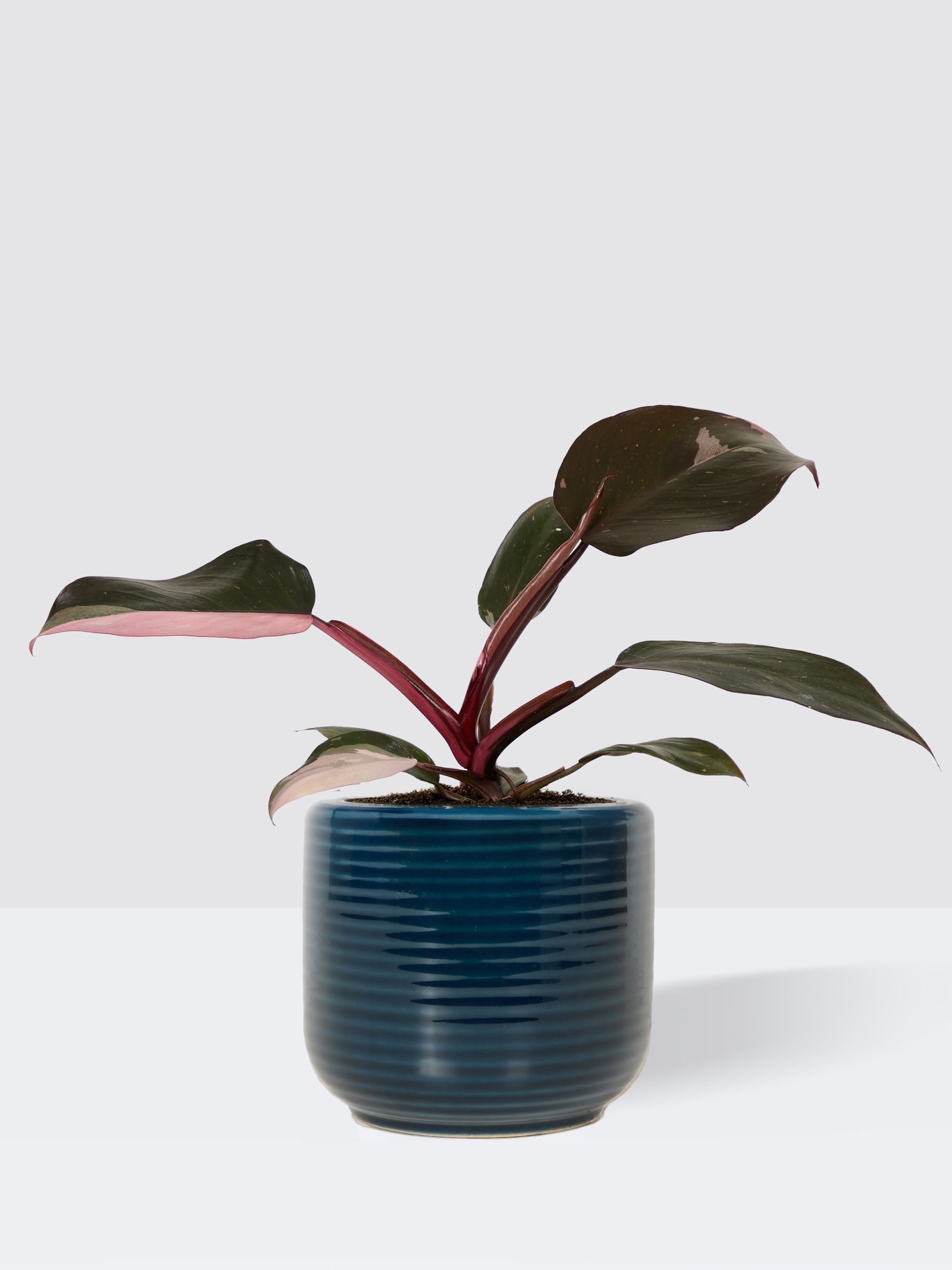 PATCH Blue Tanya Philodendron Plant In Ceramic Glazed Pot - Image 3 of 4