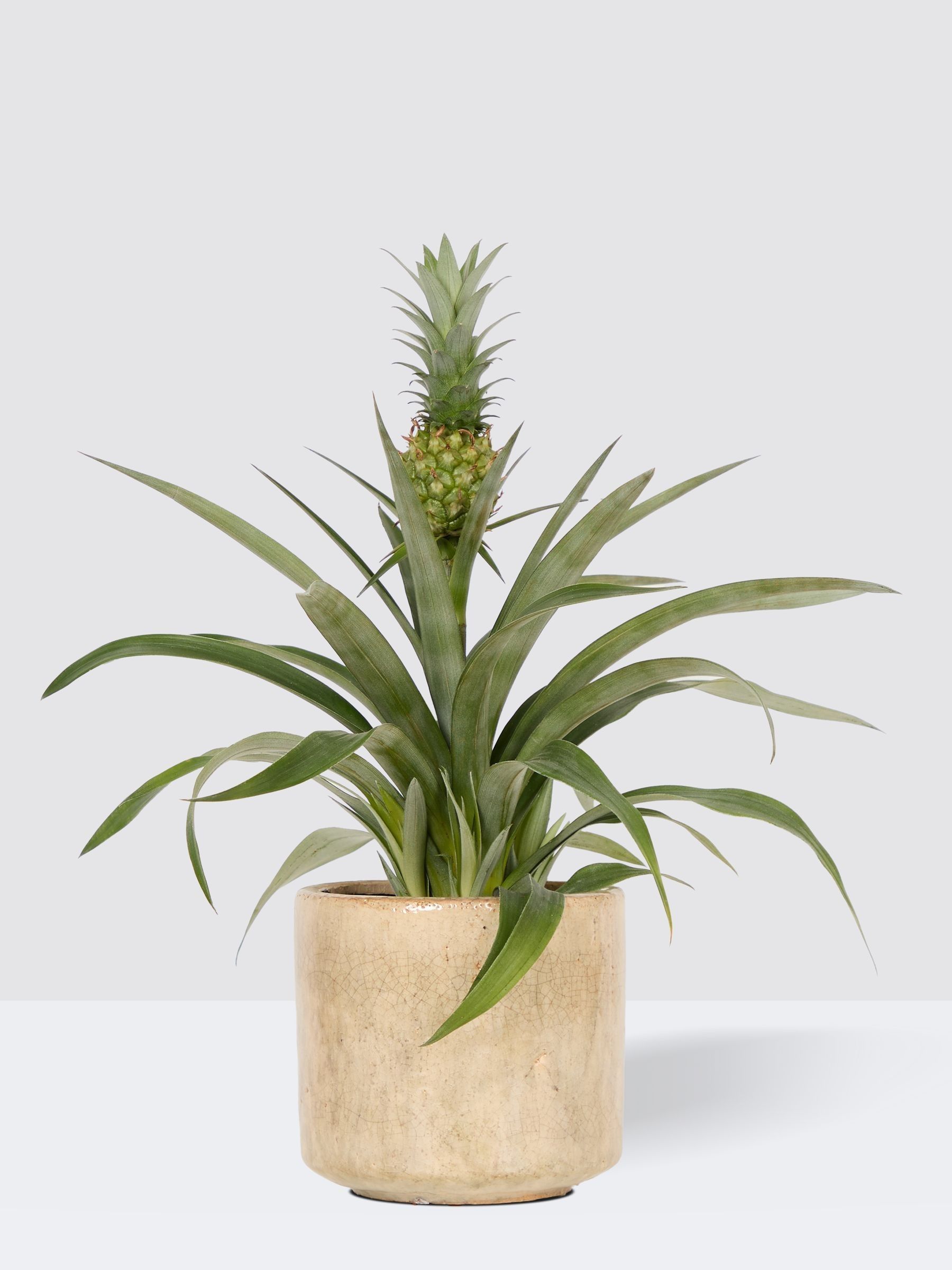 PATCH Stone Pina Pineapple Plant In Fracture Pot - Image 3 of 4