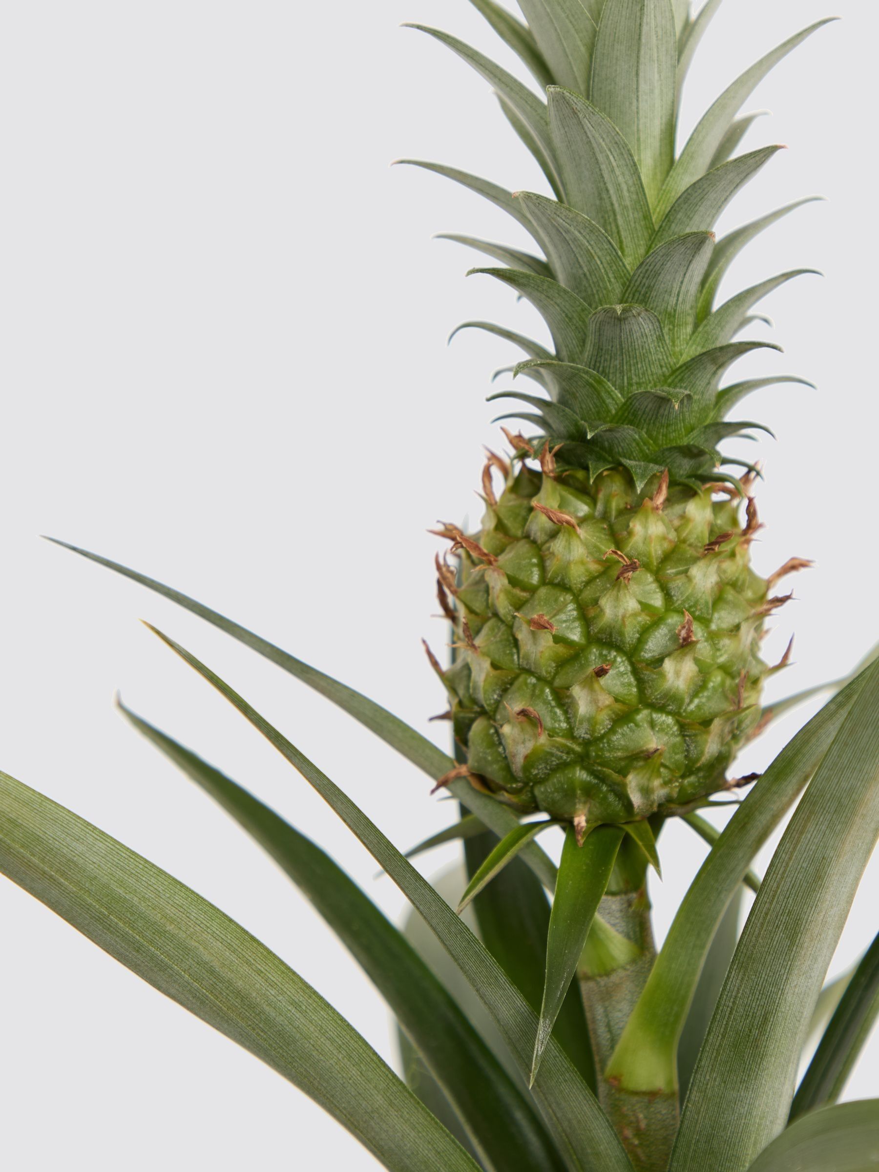 PATCH Stone Pina Pineapple Plant In Fracture Pot - Image 4 of 4