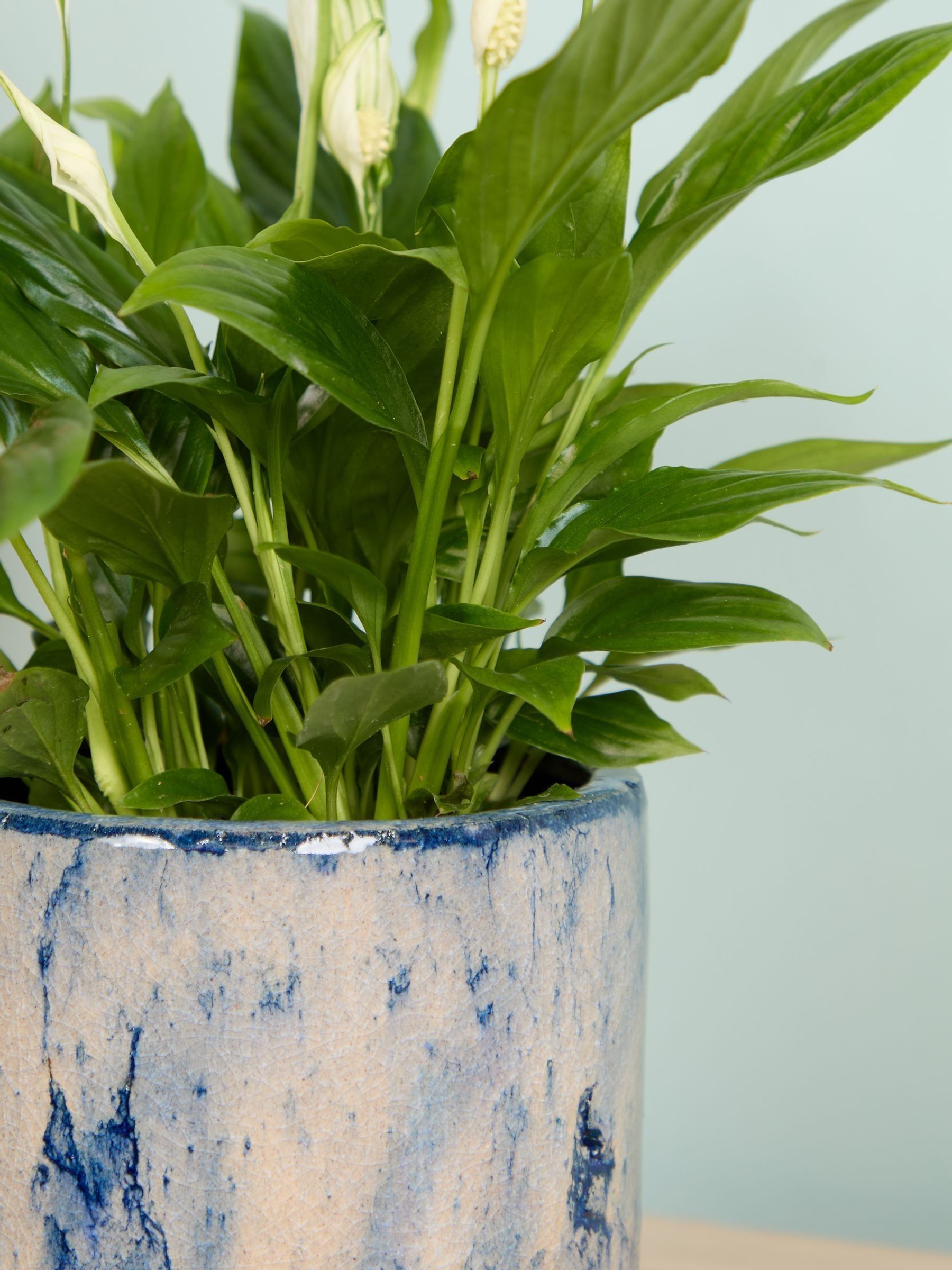 PATCH Blue Pippa Peace Lily In Fracture Pot - Image 1 of 4 PATCH Blue Pippa Peace Lily In Fracture Pot - Image 1 of 4