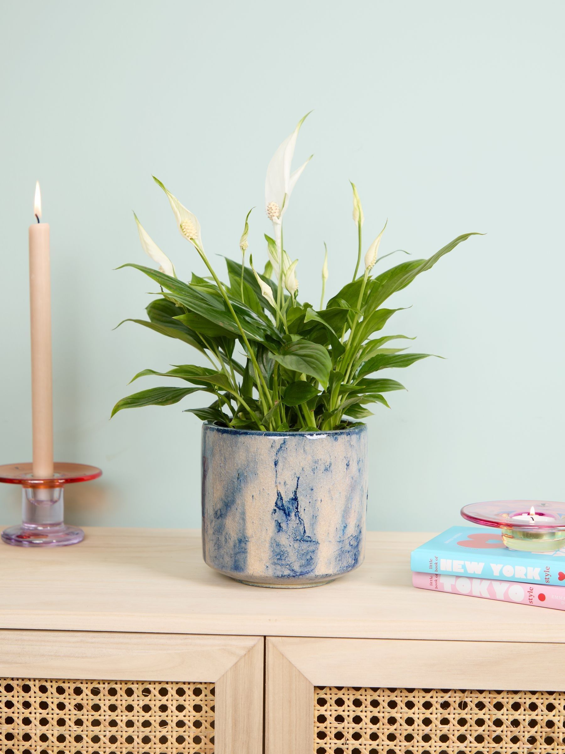 PATCH Blue Pippa Peace Lily In Fracture Pot - Image 2 of 4 PATCH Blue Pippa Peace Lily In Fracture Pot - Image 2 of 4