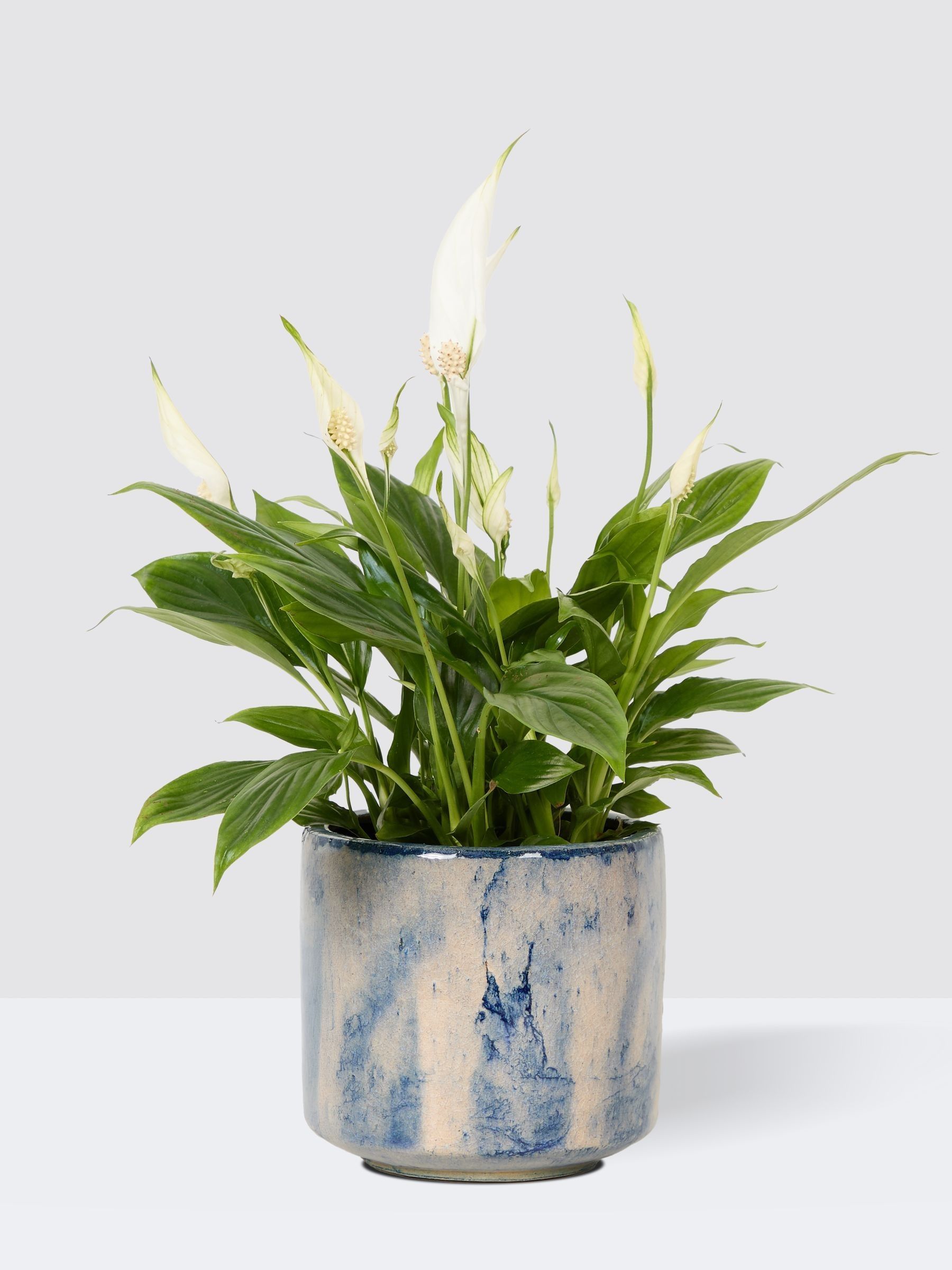 PATCH Blue Pippa Peace Lily In Fracture Pot - Image 3 of 4