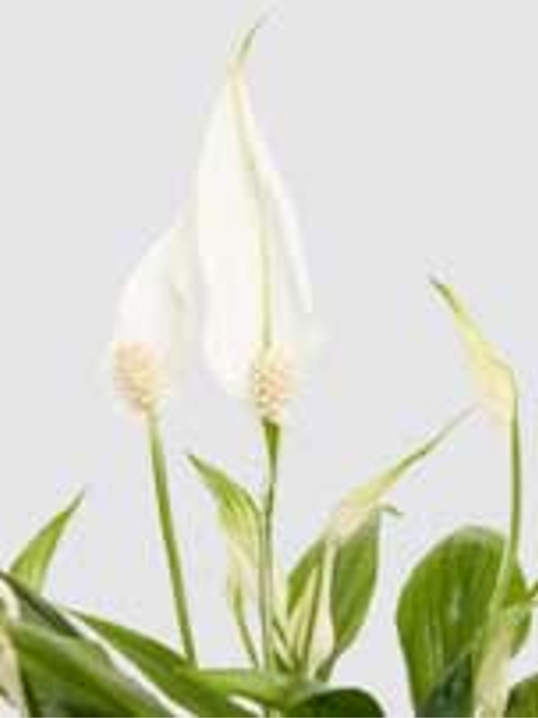 PATCH Blue Pippa Peace Lily In Fracture Pot - Image 4 of 4