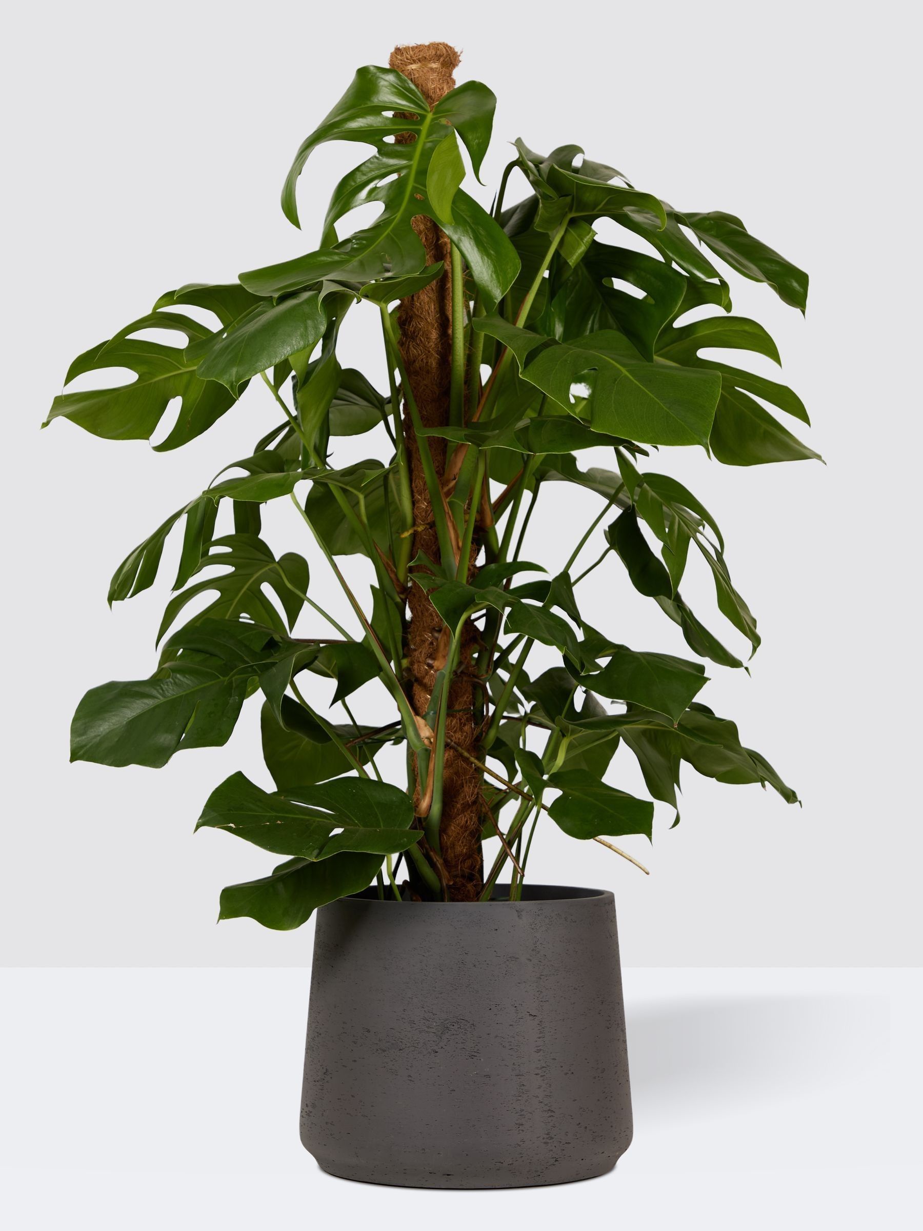 PATCH Charcoal Chaz Monstera Plant On Moss Pole (Large) In Clay Pot - Image 3 of 4