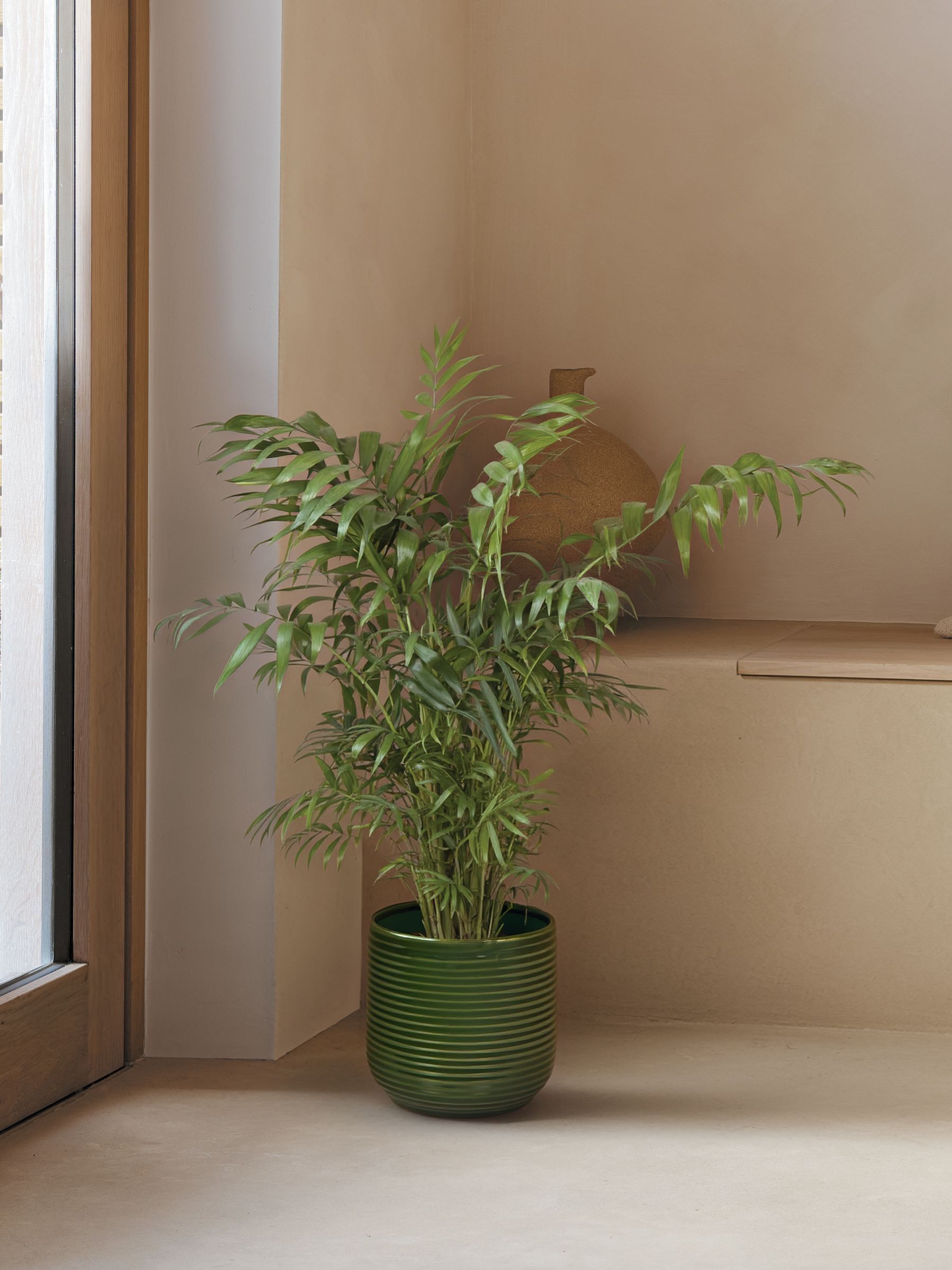 PATCH Green Sharon Parlour Palm Plant Large In Ceramic Glazed Pot - Image 1 of 4