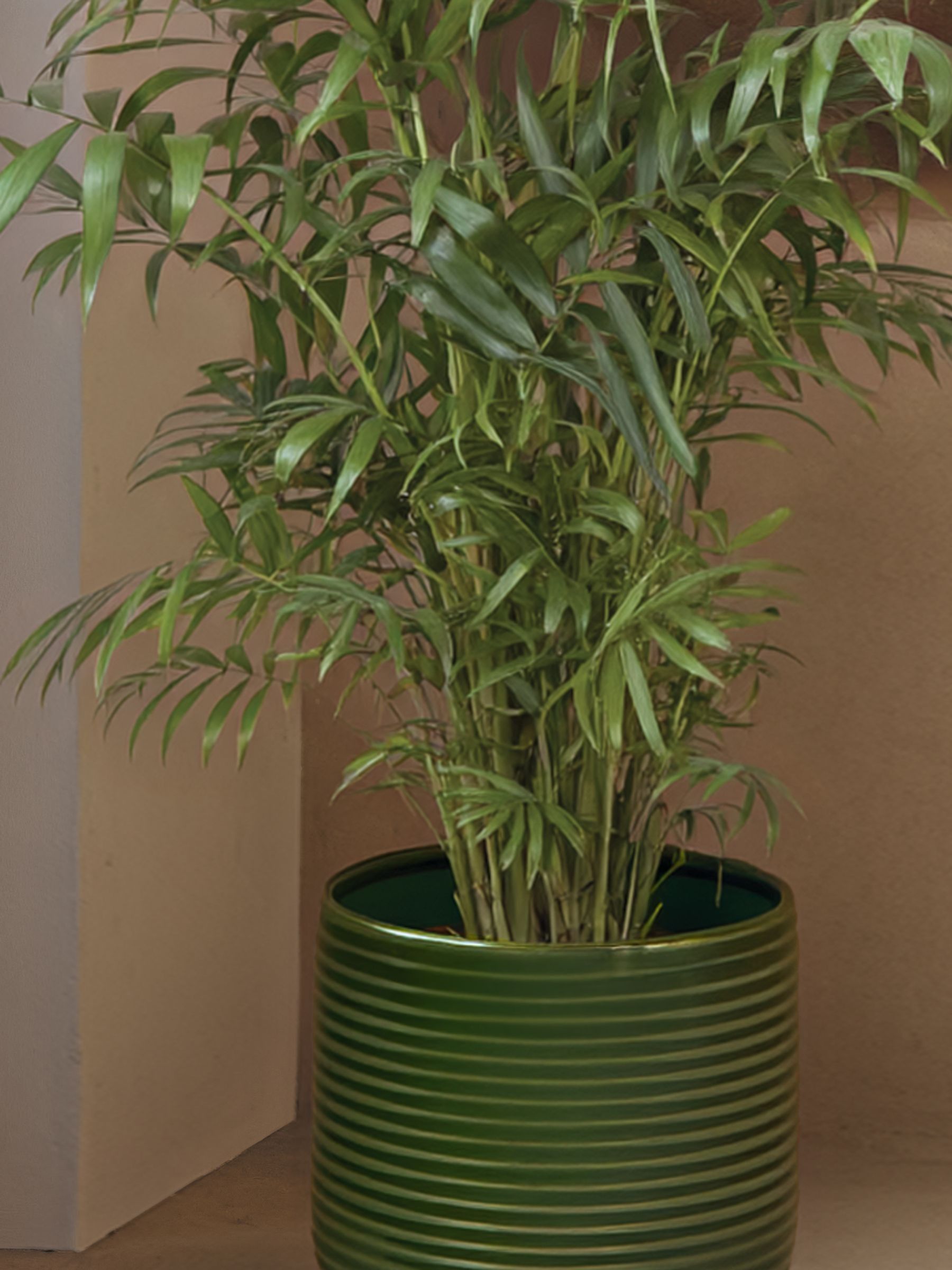 PATCH Green Sharon Parlour Palm Plant Large In Ceramic Glazed Pot - Image 2 of 4