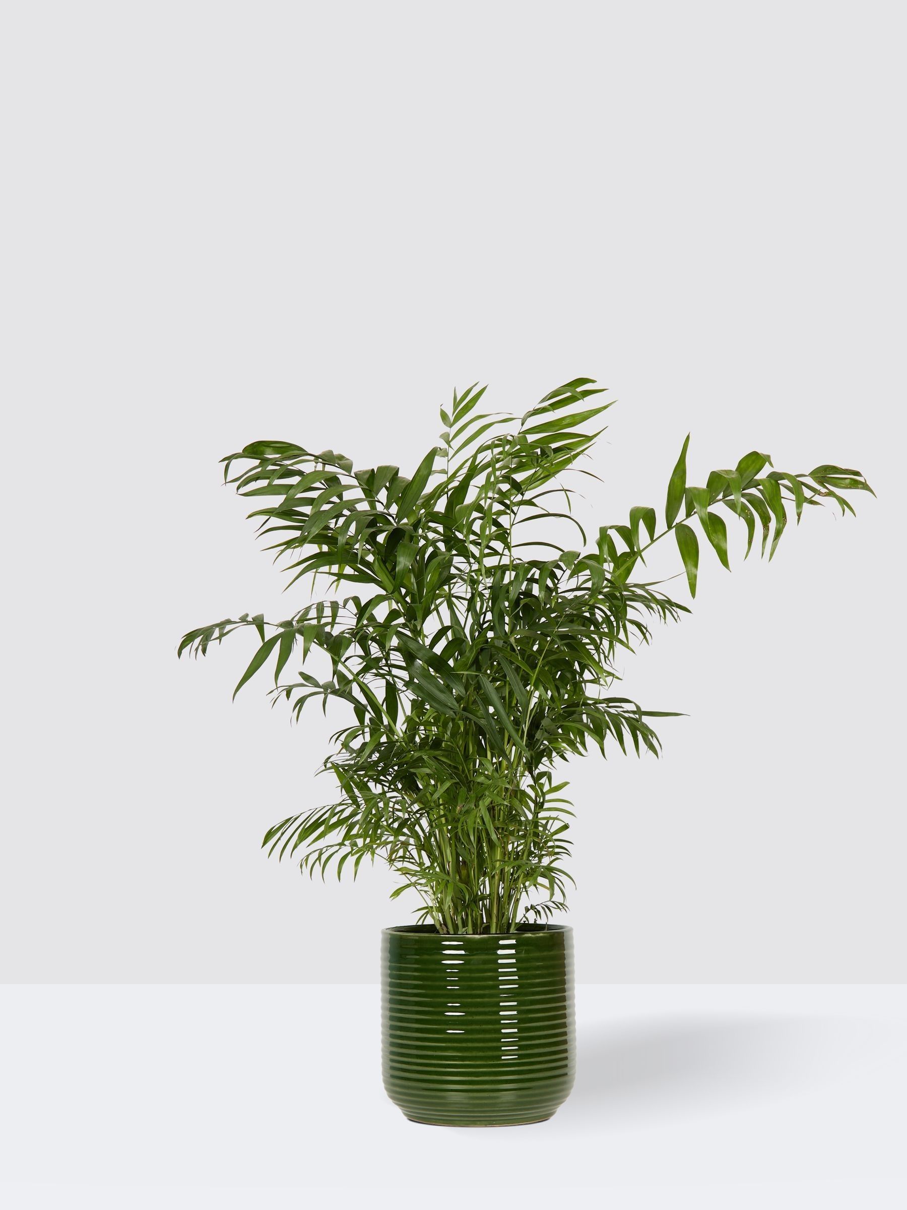 PATCH Green Sharon Parlour Palm Plant Large In Ceramic Glazed Pot - Image 3 of 4