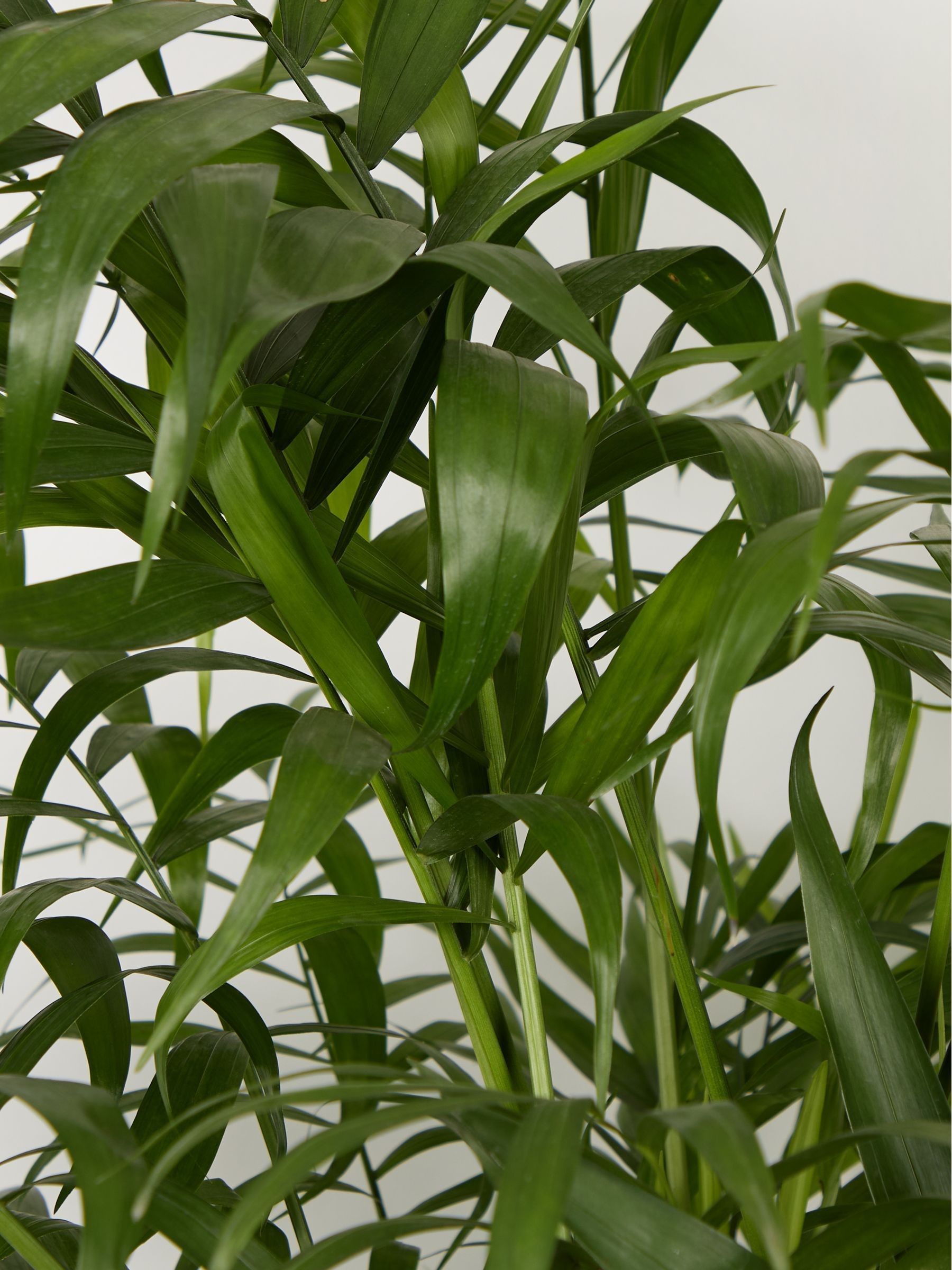 PATCH Green Sharon Parlour Palm Plant Large In Ceramic Glazed Pot - Image 4 of 4
