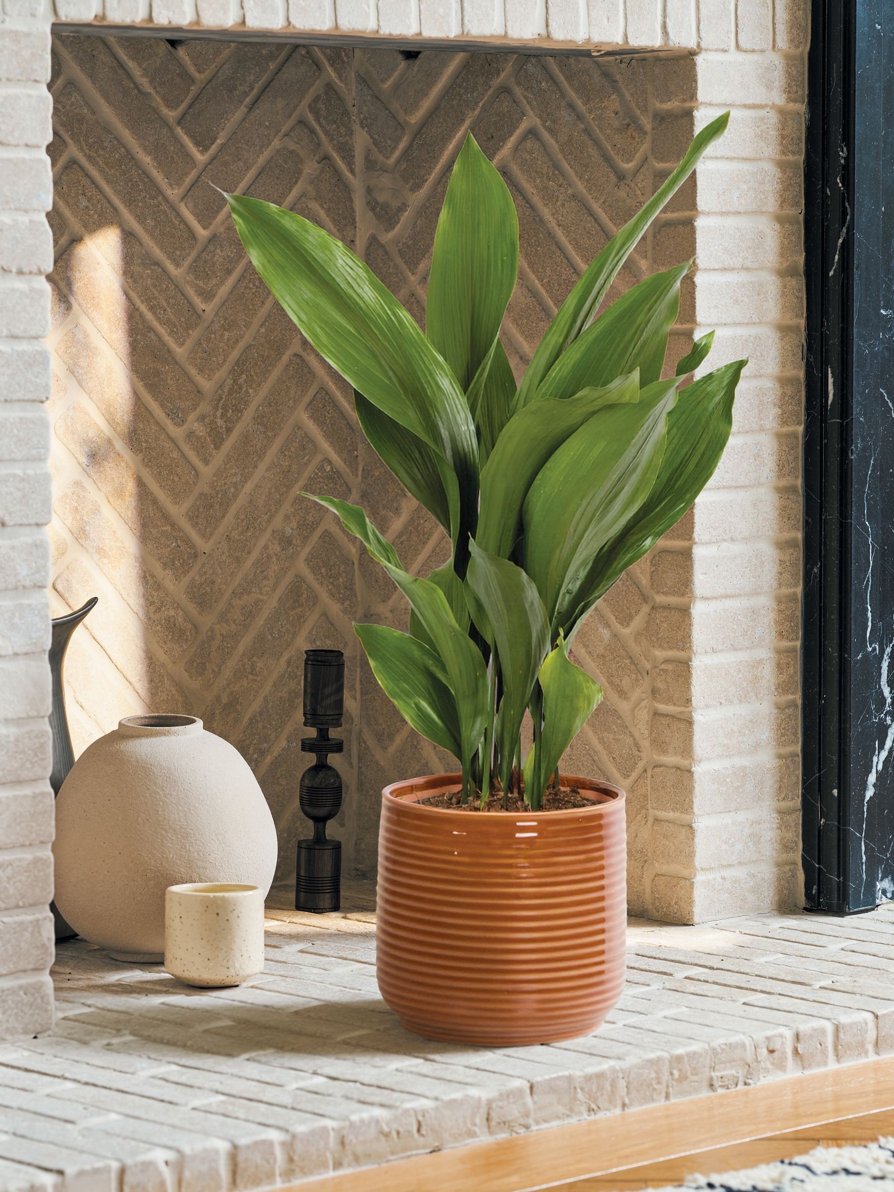 PATCH Rust Howard Cast Iron Plant Large In Ceramic Glazed Pot - Image 1 of 4