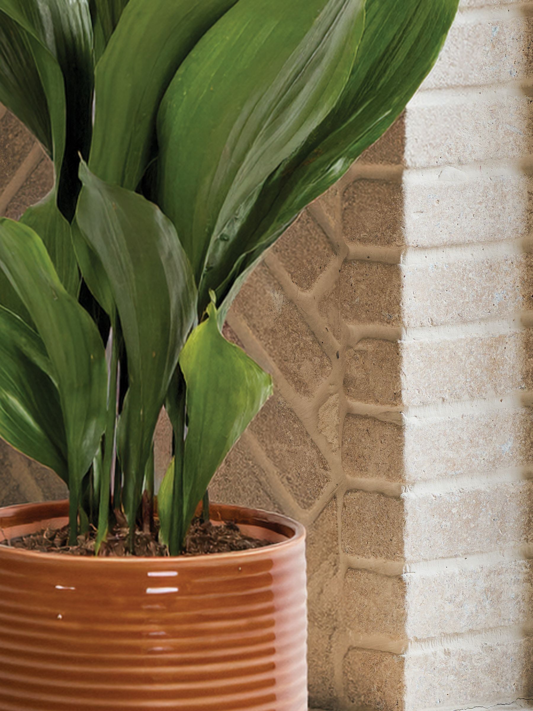 PATCH Rust Howard Cast Iron Plant Large In Ceramic Glazed Pot - Image 2 of 4
