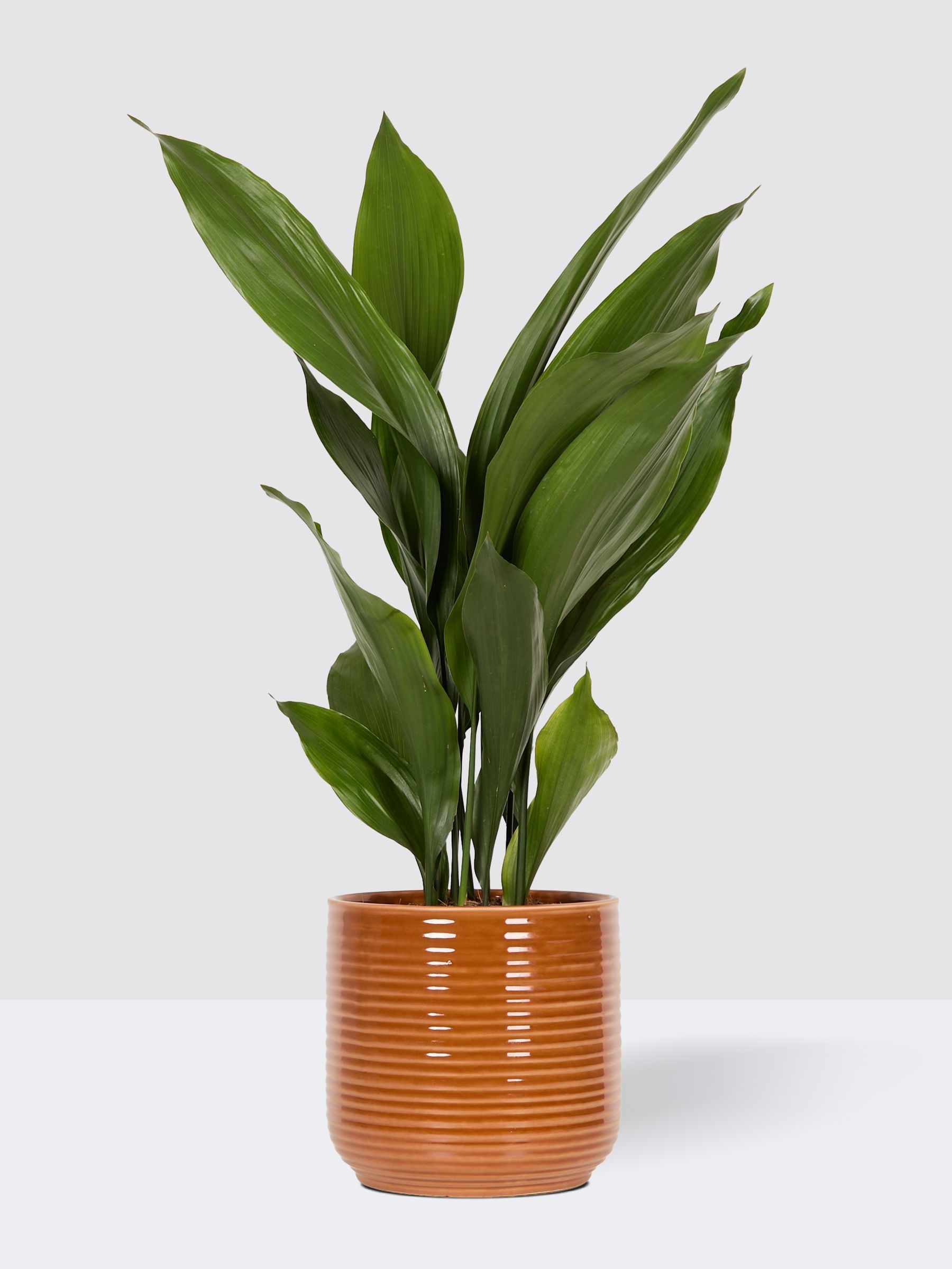PATCH Rust Howard Cast Iron Plant Large In Ceramic Glazed Pot - Image 3 of 4