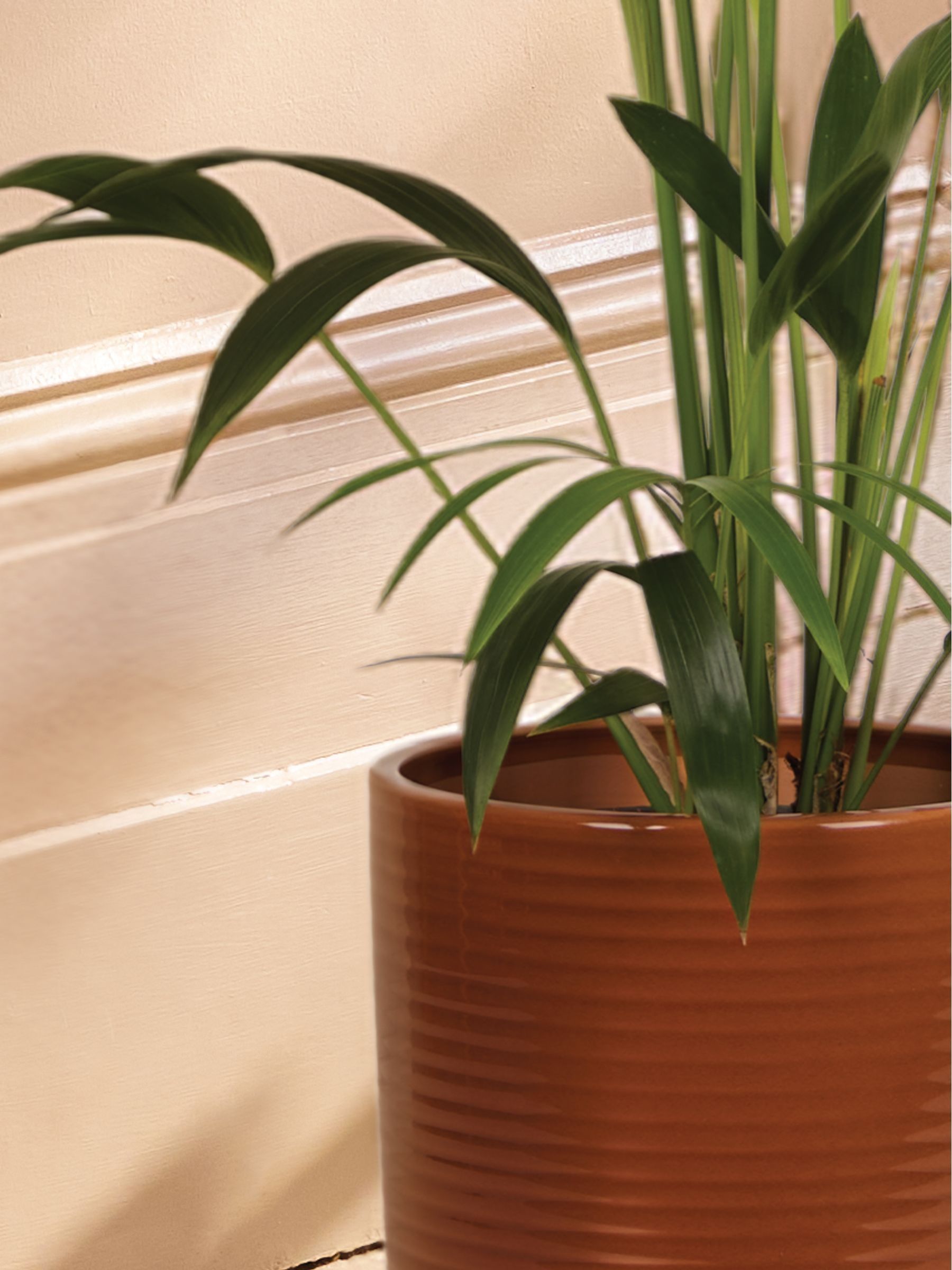 PATCH Rust Big Ken Palm Large In Ceramic Glazed Pot - Image 2 of 4