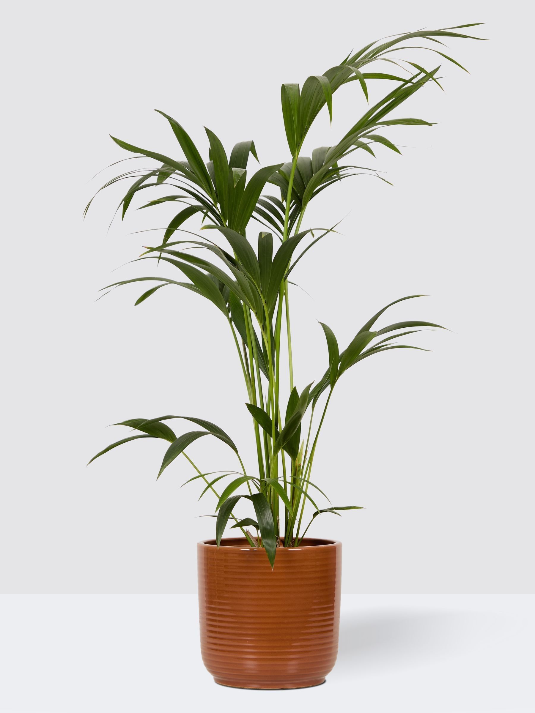 PATCH Rust Big Ken Palm Large In Ceramic Glazed Pot - Image 3 of 4
