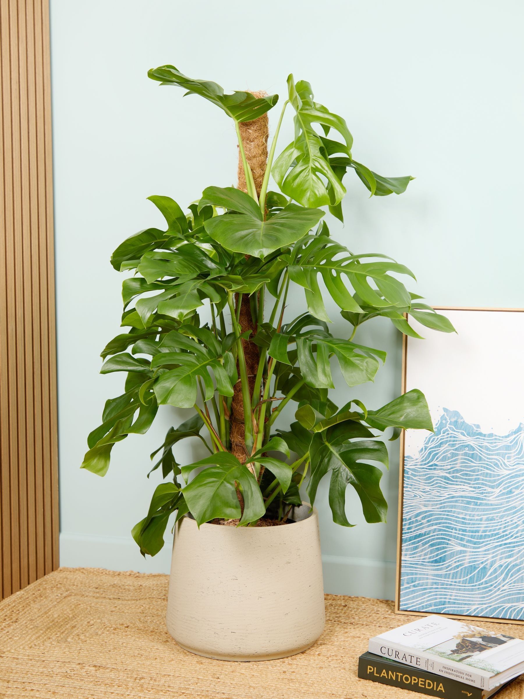 PATCH Grey Chaz Monstera Plant On Moss Pole (Large) In Clay Pot - Image 1 of 4