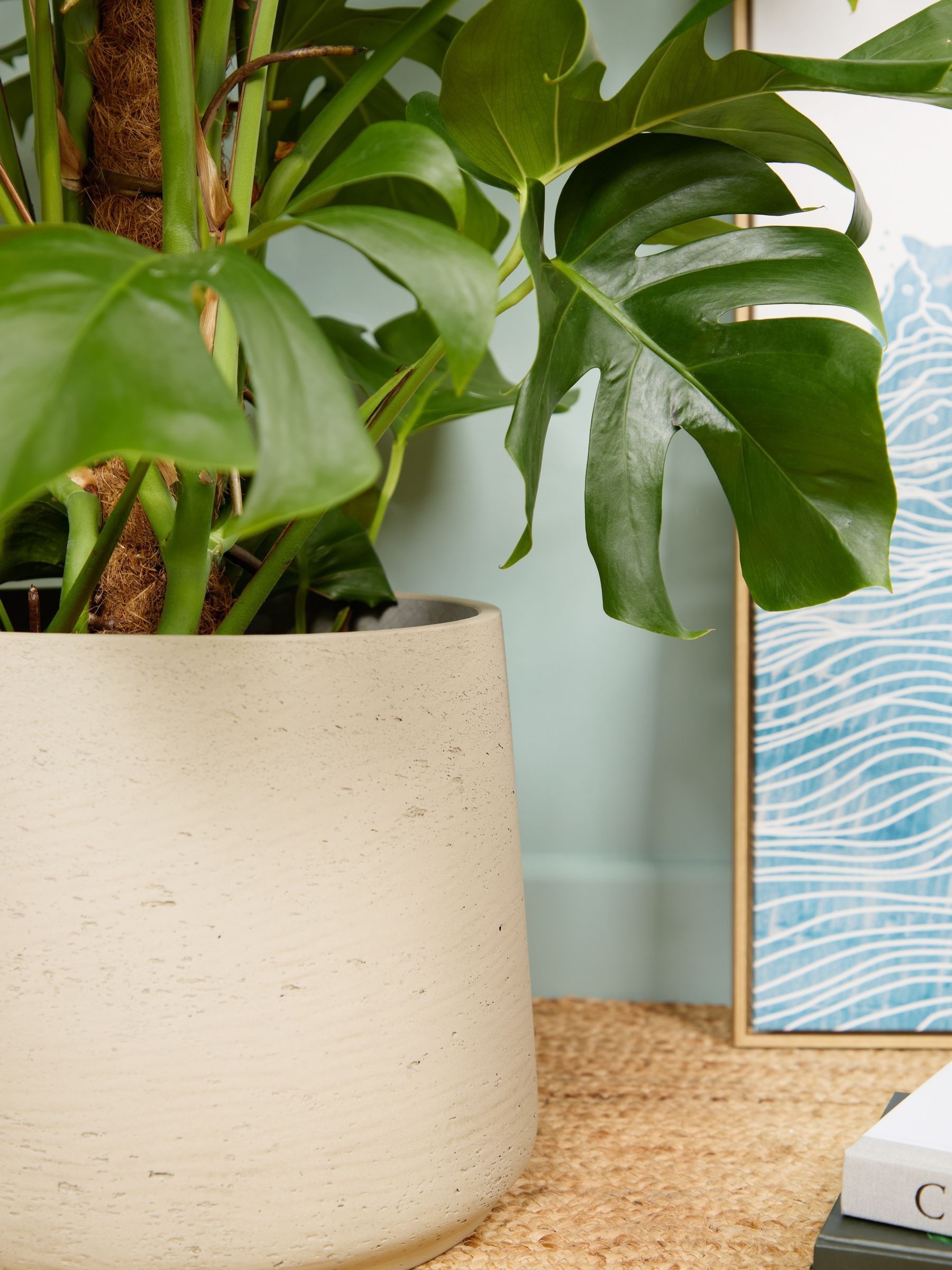 PATCH Grey Chaz Monstera Plant On Moss Pole (Large) In Clay Pot - Image 2 of 4