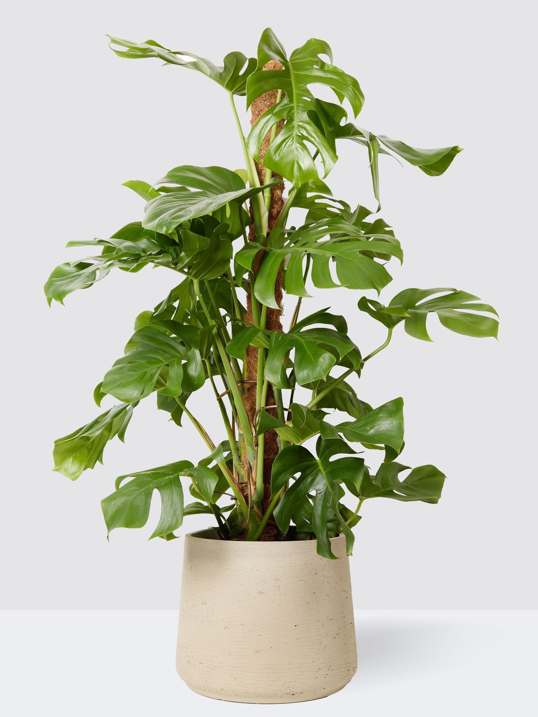 PATCH Grey Chaz Monstera Plant On Moss Pole (Large) In Clay Pot - Image 3 of 4