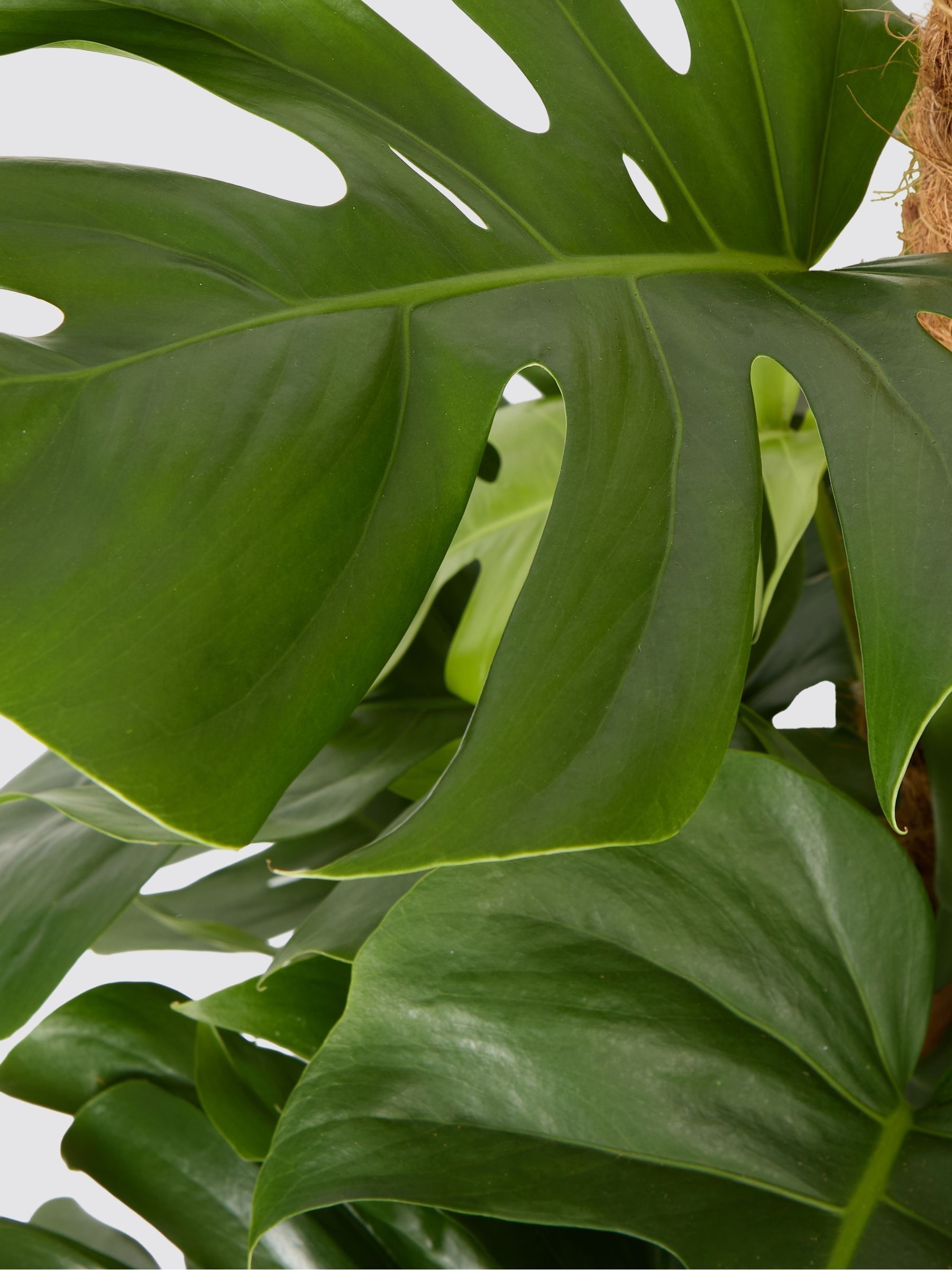 PATCH Grey Chaz Monstera Plant On Moss Pole (Large) In Clay Pot - Image 4 of 4