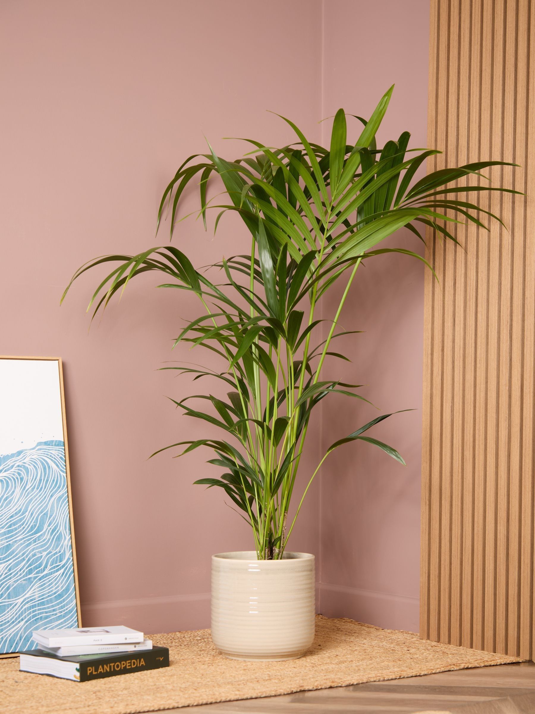 PATCH Cream Big Ken Palm Large In Ceramic Glazed Pot - Image 1 of 4