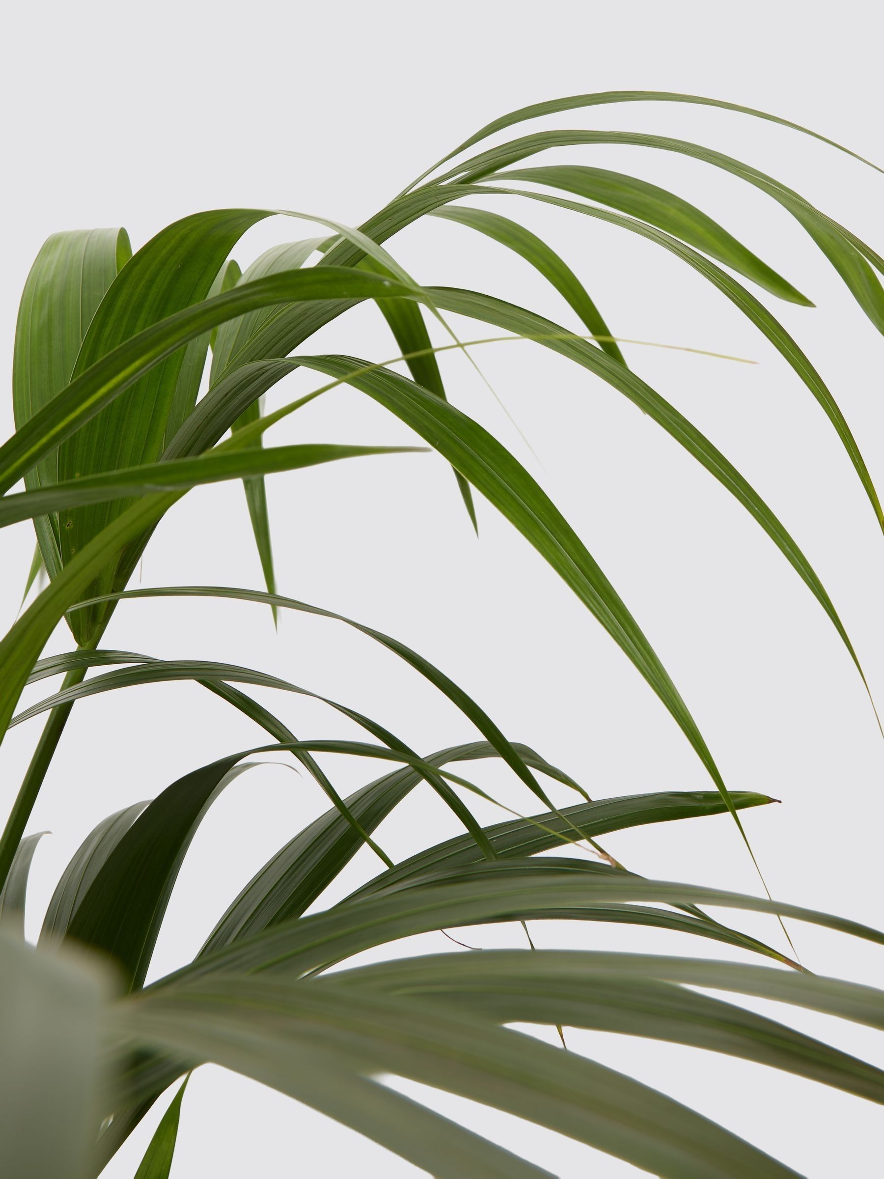PATCH Cream Big Ken Palm Large In Ceramic Glazed Pot - Image 4 of 4