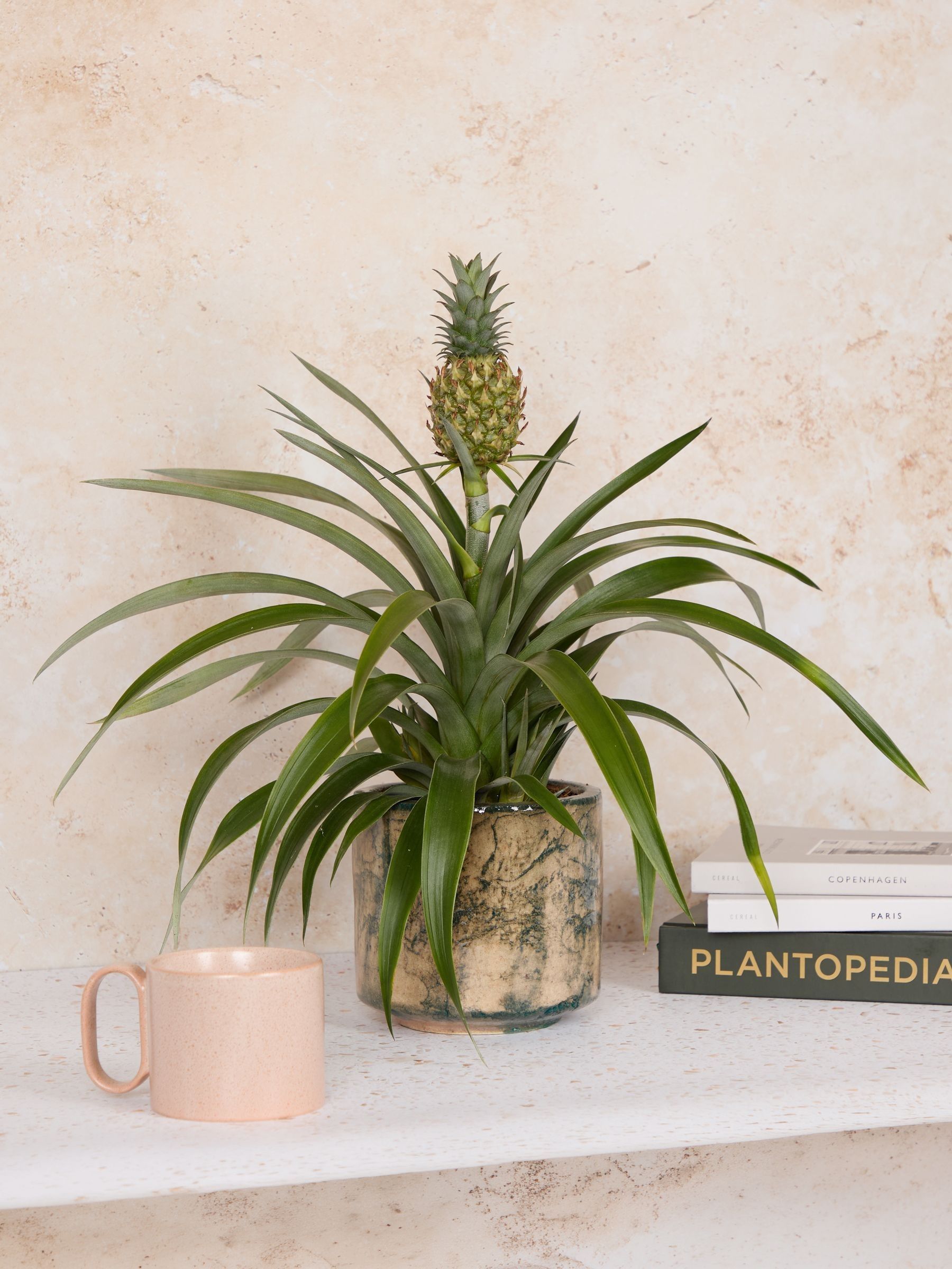 PATCH Green Pina Pineapple Plant In Fracture Pot - Image 1 of 4 PATCH Green Pina Pineapple Plant In Fracture Pot - Image 1 of 4