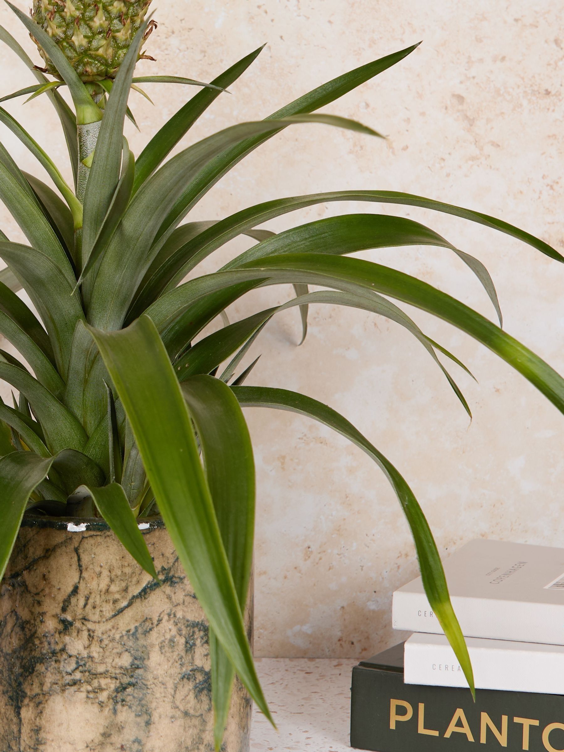 PATCH Green Pina Pineapple Plant In Fracture Pot - Image 2 of 4 PATCH Green Pina Pineapple Plant In Fracture Pot - Image 2 of 4