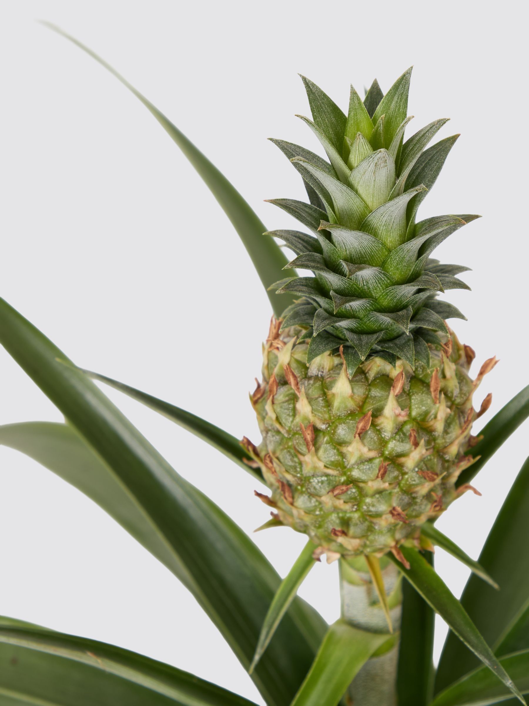 PATCH Green Pina Pineapple Plant In Fracture Pot - Image 4 of 4