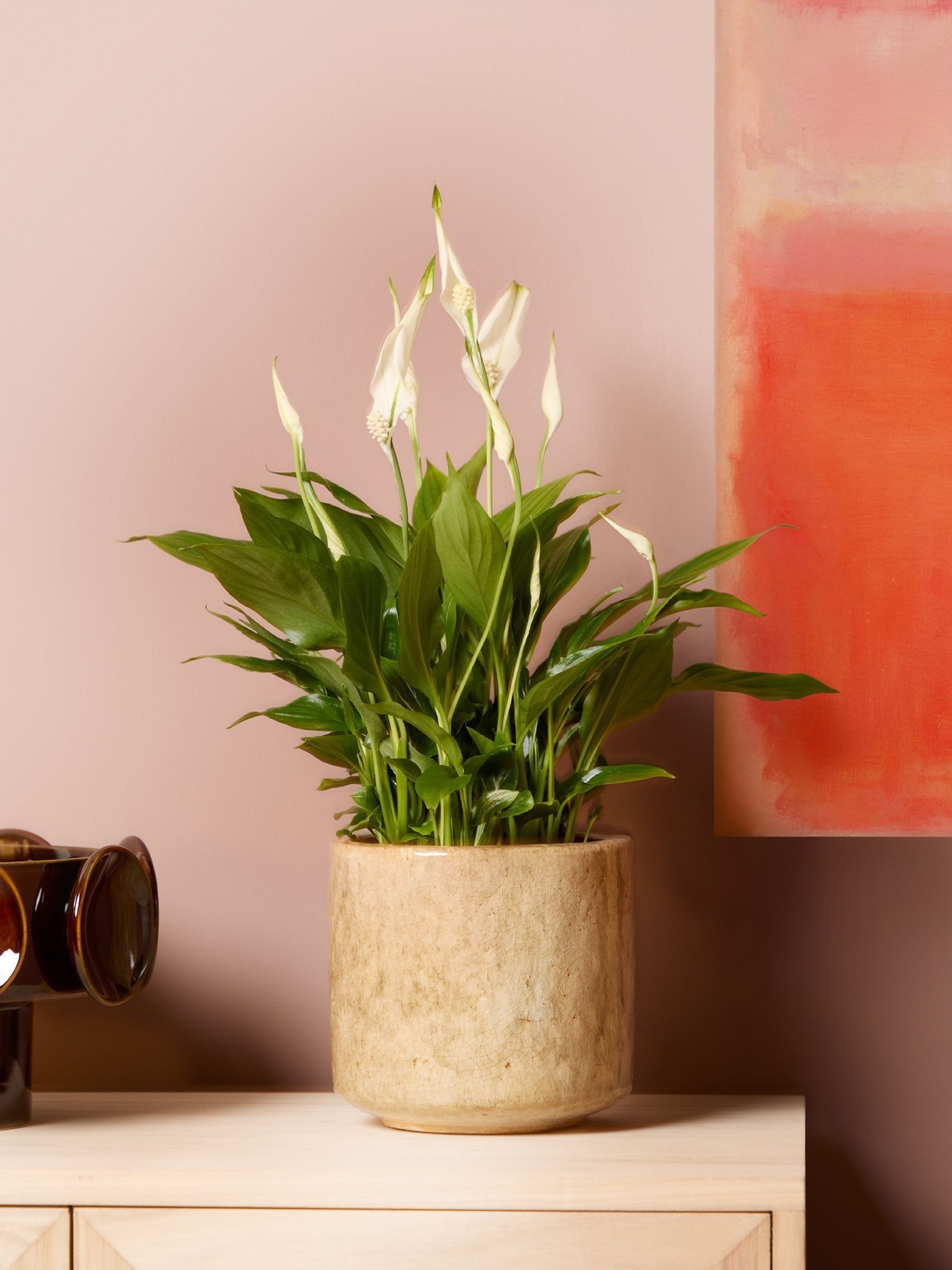PATCH Stone Pippa Peace Lily In Fracture Pot - Image 1 of 4