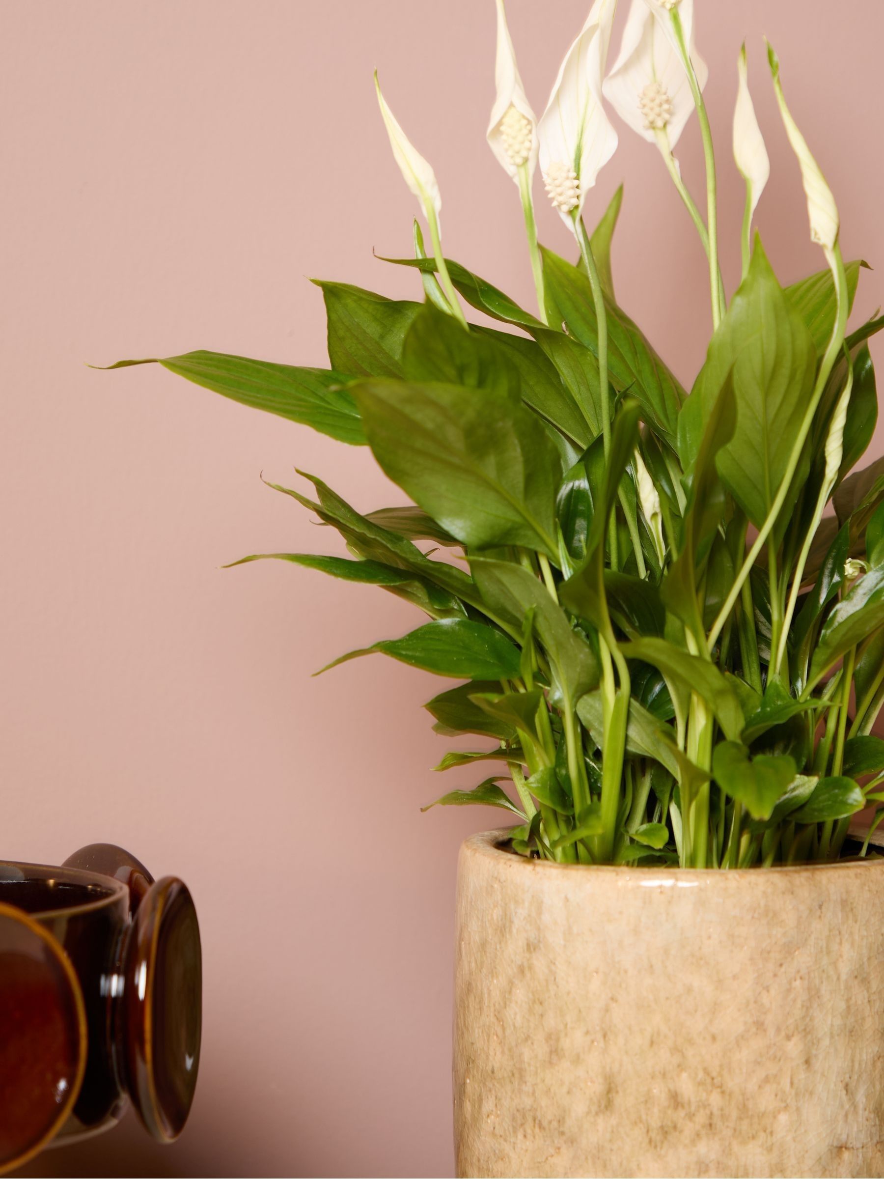 PATCH Stone Pippa Peace Lily In Fracture Pot - Image 2 of 4