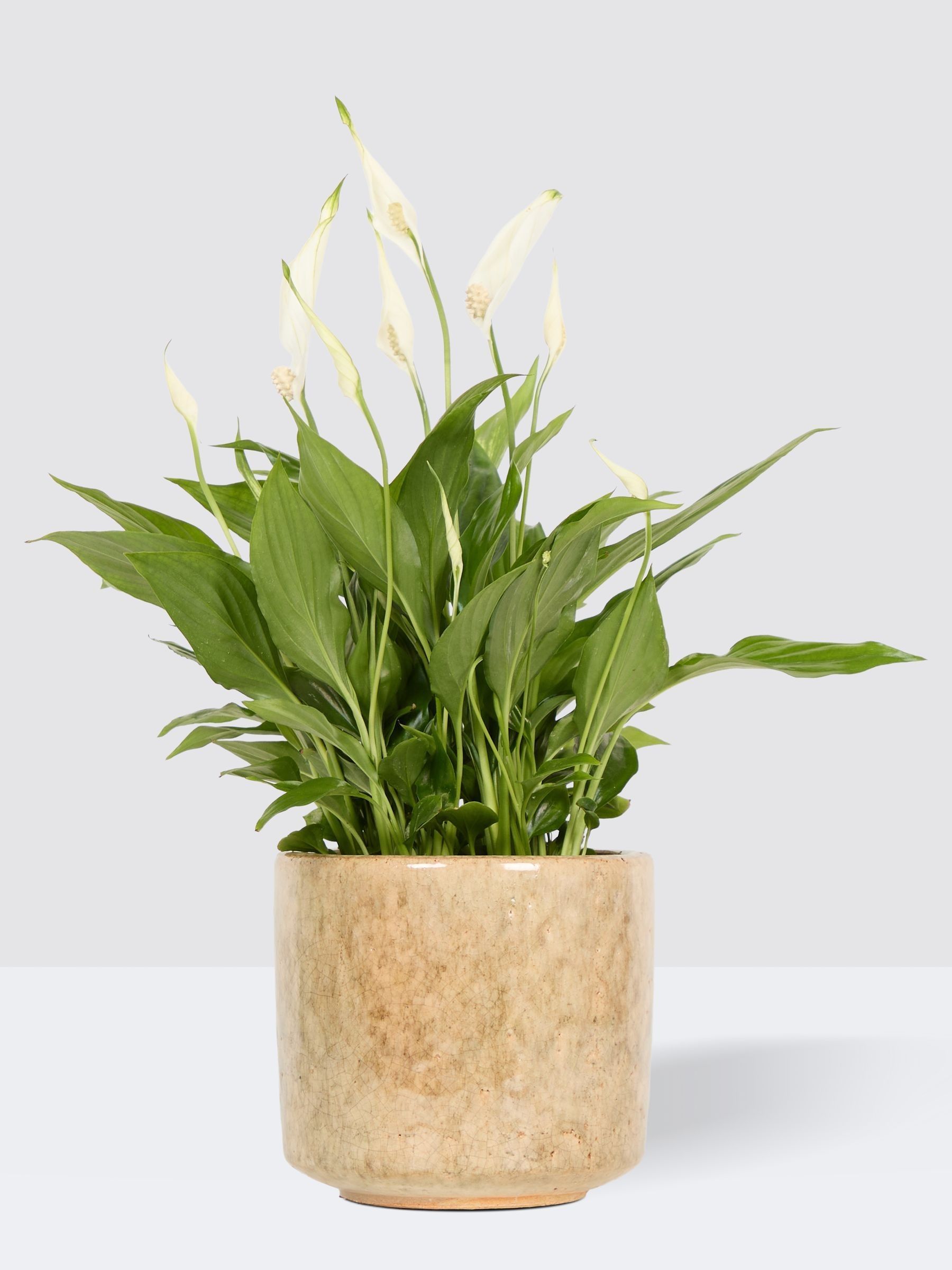 PATCH Stone Pippa Peace Lily In Fracture Pot - Image 3 of 4