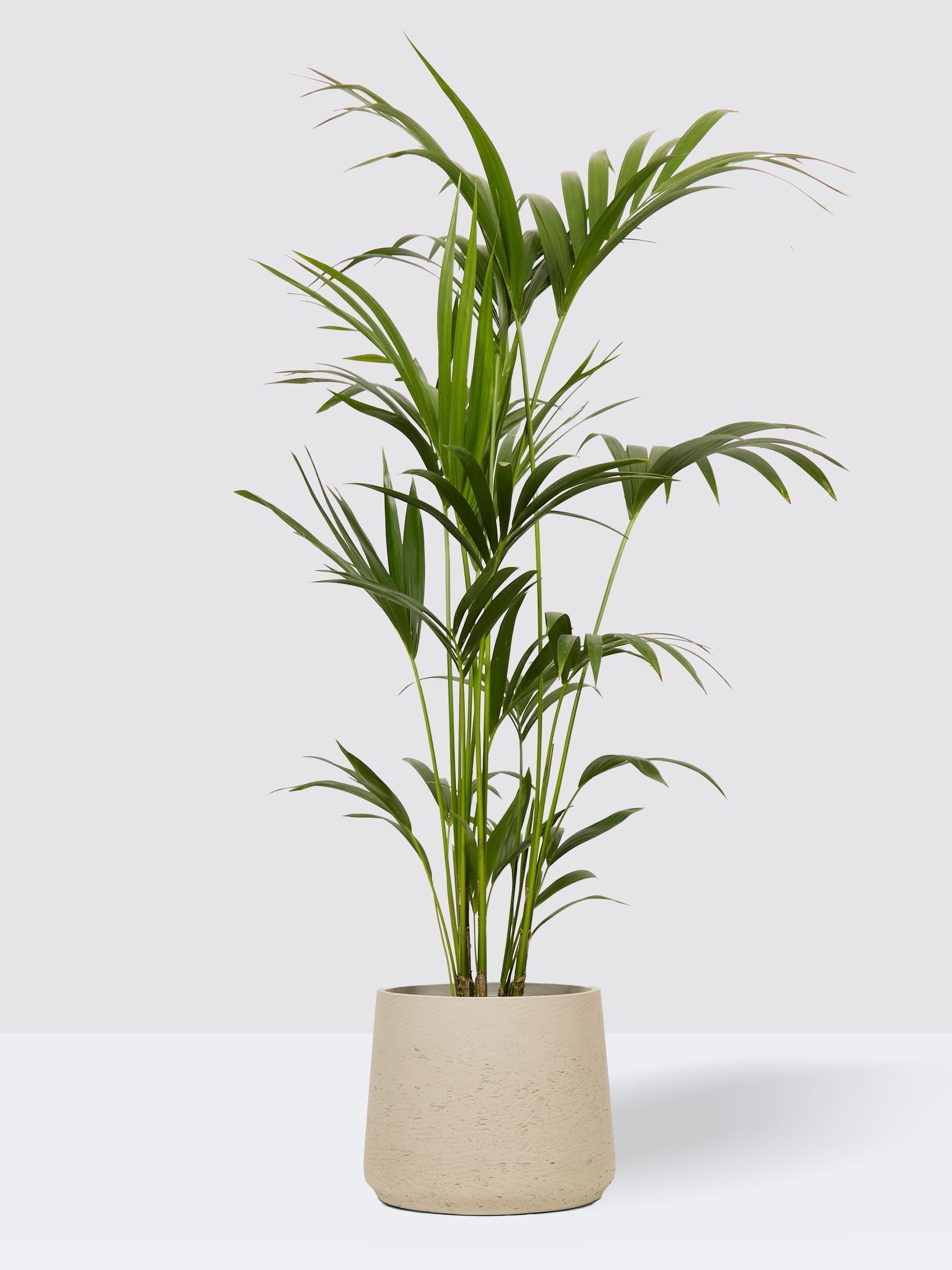 PATCH Grey Big Ken Kentia Palm Plant Extra Large In Clay Pot - Image 1 of 2