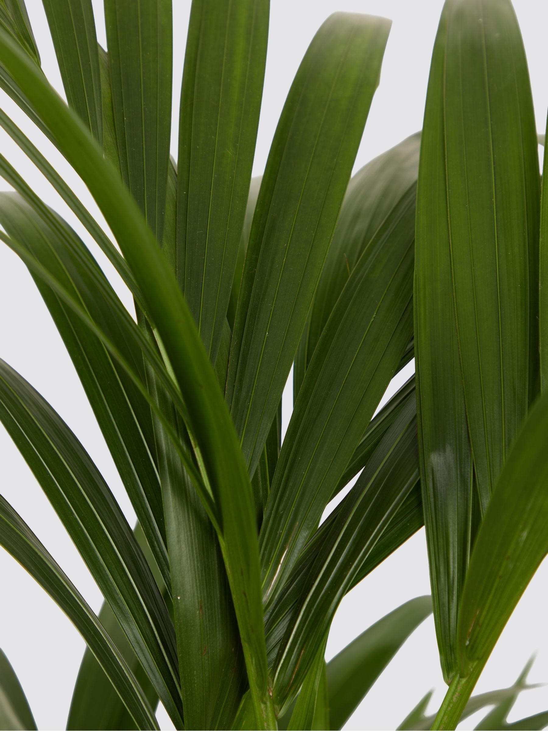 PATCH Grey Big Ken Kentia Palm Plant Extra Large In Clay Pot - Image 2 of 2