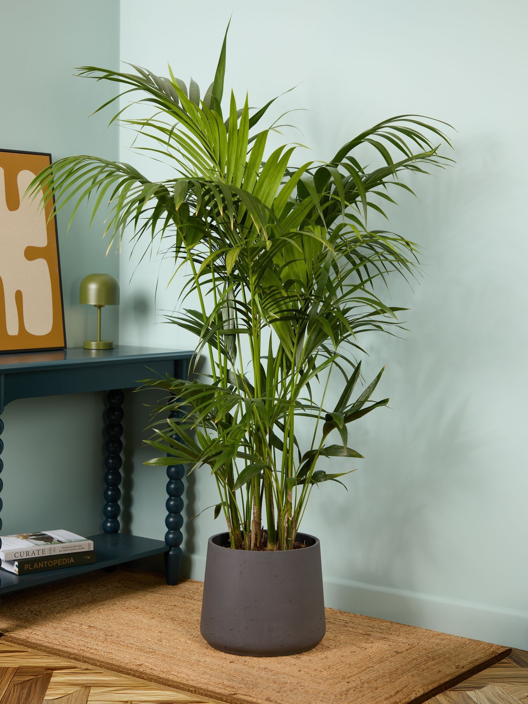 PATCH Charcoal Big Ken Kentia Palm Plant Extra Large In Clay Pot - Image 1 of 4